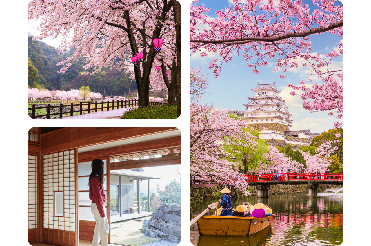 Kolase tiga foto musim sakura di Jepang. Di sisi kiri atas, pohon besar yang penuh dengan bunga sakura menjulur di atas jalan beraspal dan berpagar. Ada lentera merah muda digantung di dahan-dahannya. Di sisi kiri bawah, seorang wanita melihat ke arah luar pintu geser yang terbuka di sebuah rumah bergaya Jepang. Di sisi kanan, sebuah perahu kayu kecil membawa orang menyusuri sungai ke arah jembatan merah. Ada sebuah kastel Jepang yang terletak di atas bukit di latar belakang, berbingkai dahan dan ranting bunga sakura.