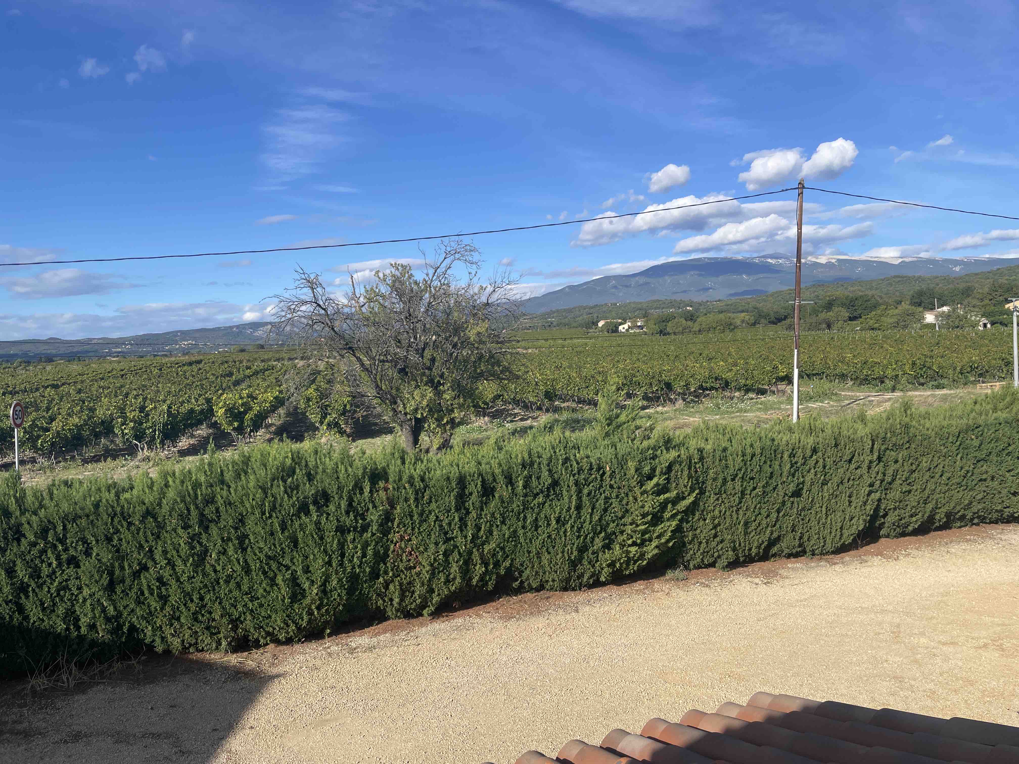 Apartment 2 with vine views