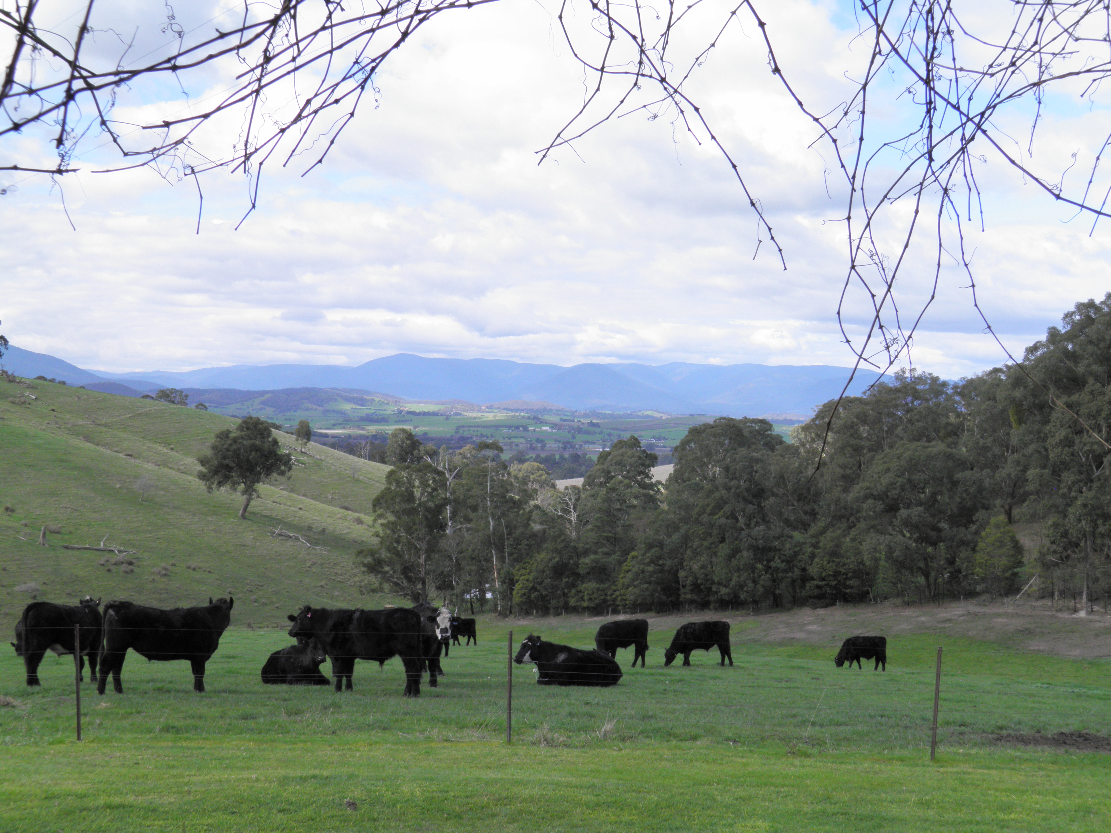Yarra Glen - peaceful retreat, beautiful views.