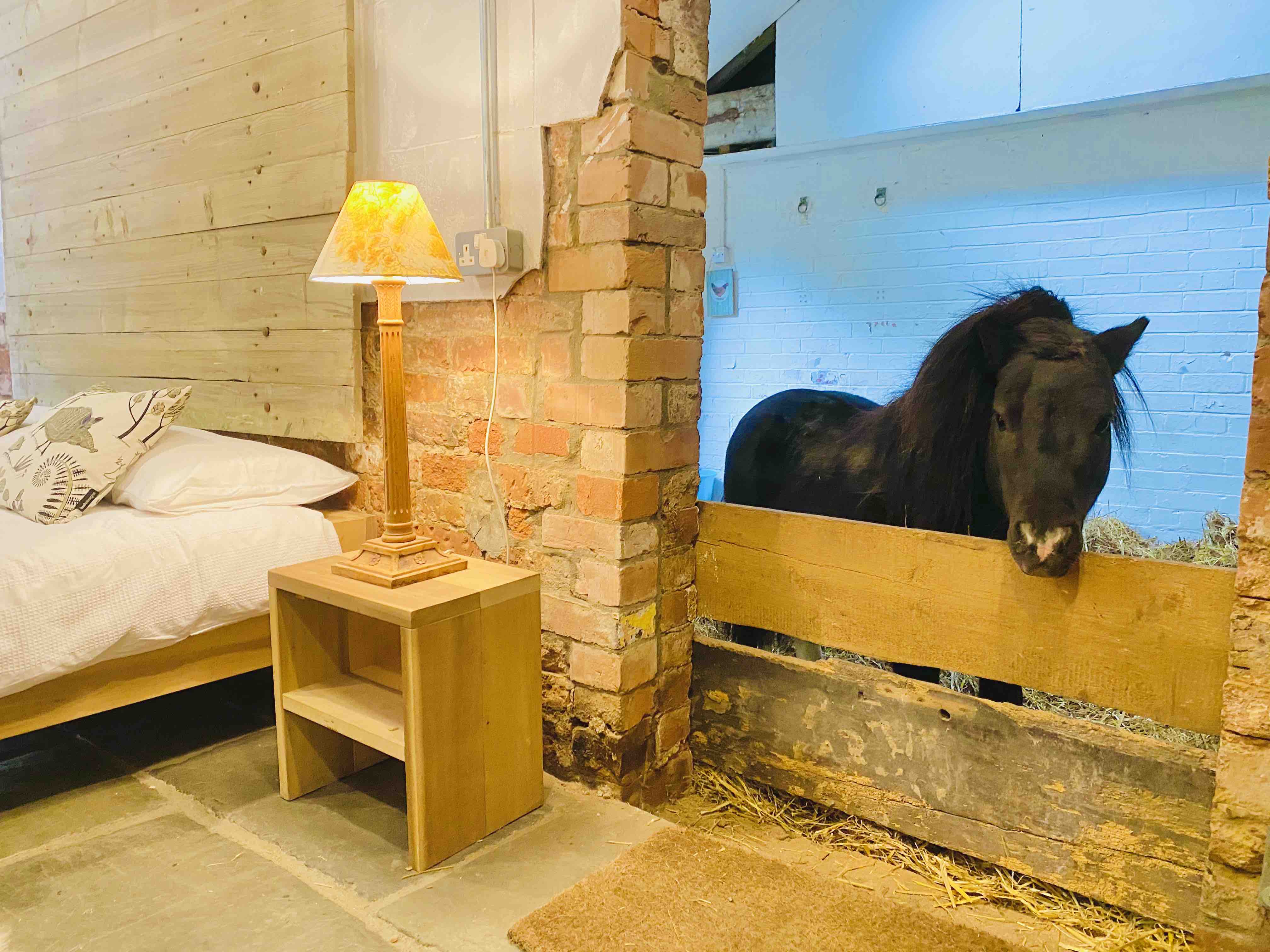 Sleepover with Miniature Horse Basil Farm stays for Rent in