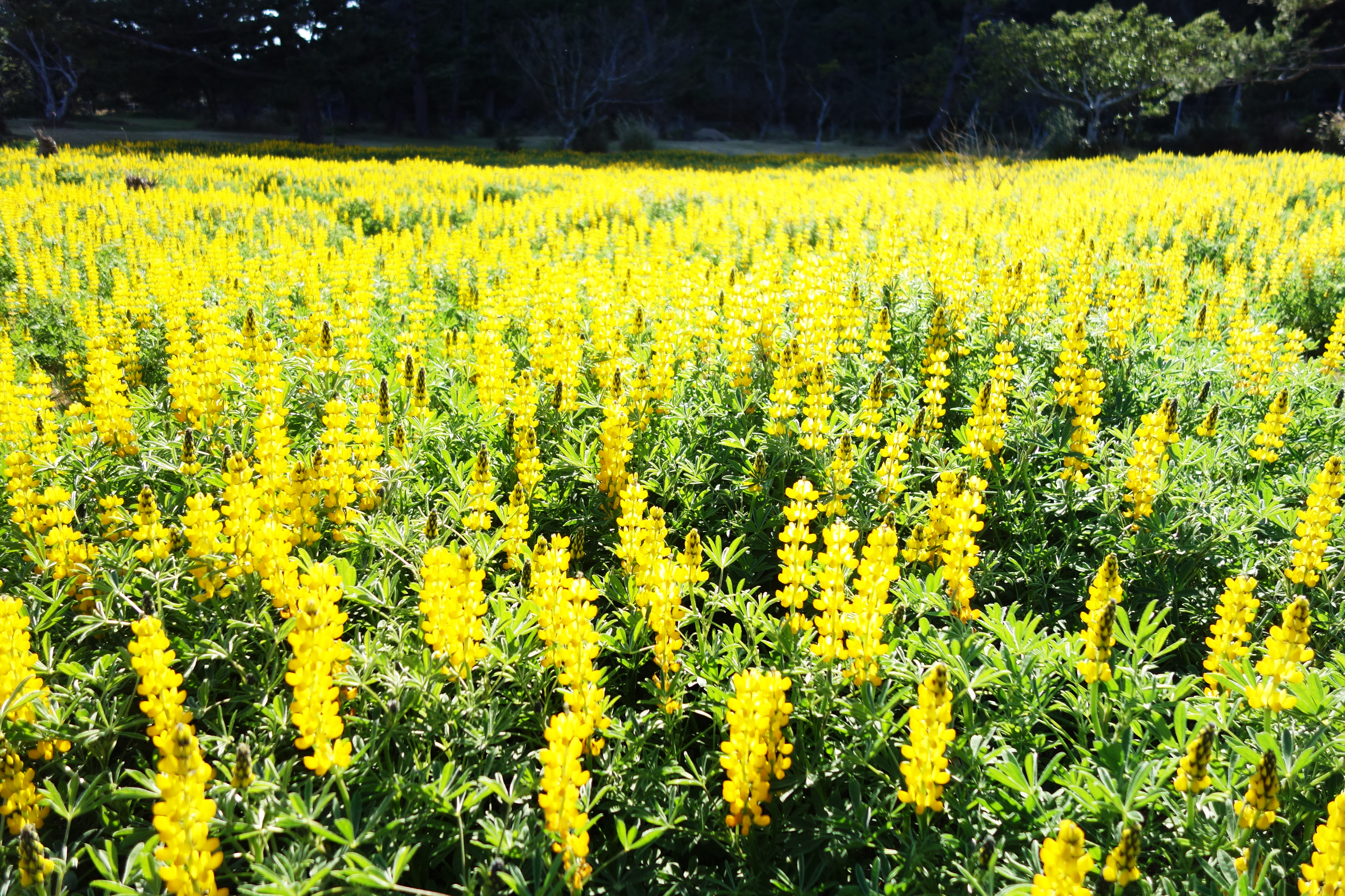 民泊 なのはな - 借りられる一軒家 - Ibusuki, Kagoshima, 日本