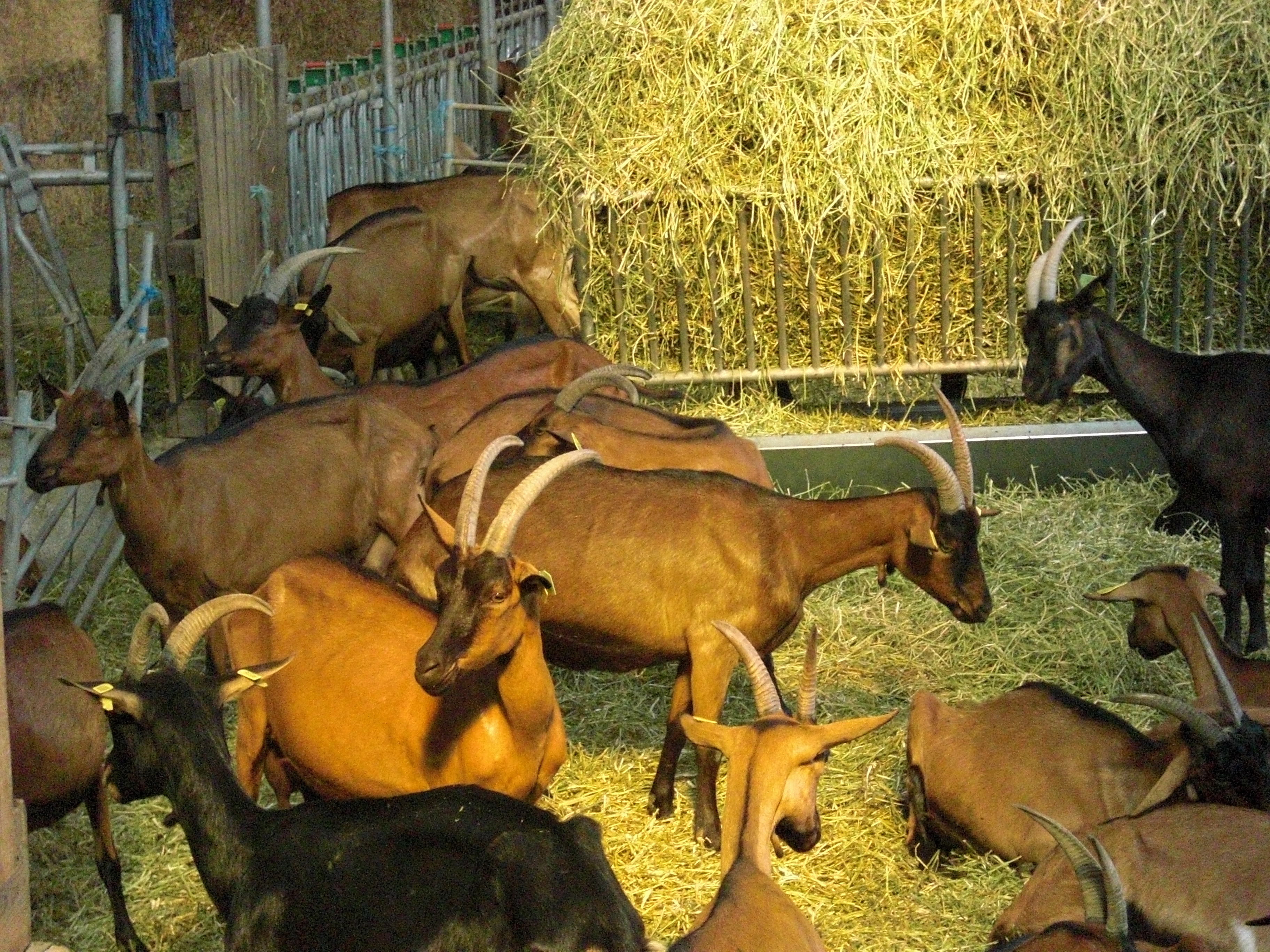 Relais De La Chevre Qui Saourit Gites A La Ferme A Louer A Saou Rhone Alpes France