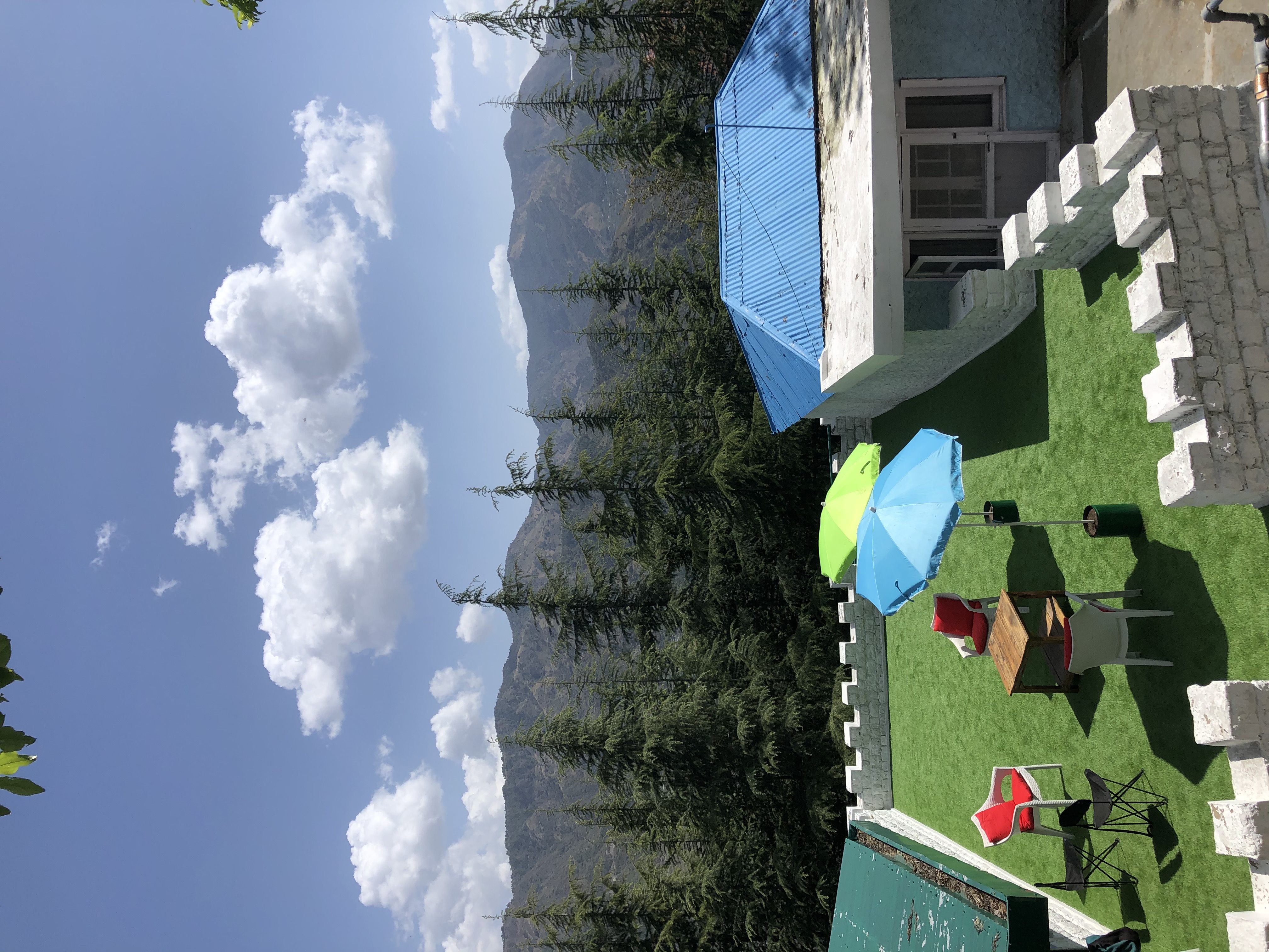 Cedars-Wild.  Forest Bathing at home