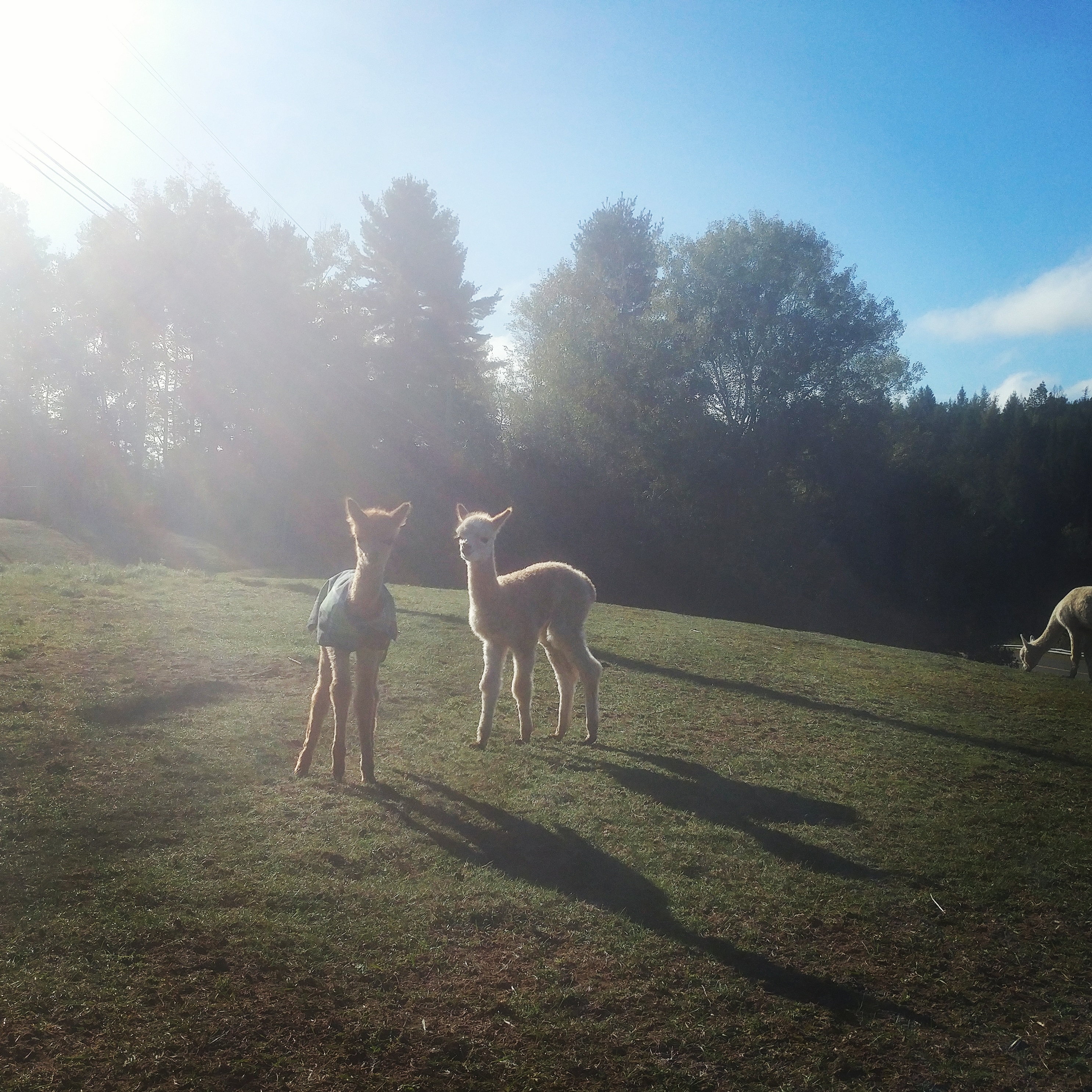 Camping at Brigadoon Fiber Farm Alpacas in Blissville, New Brunswick