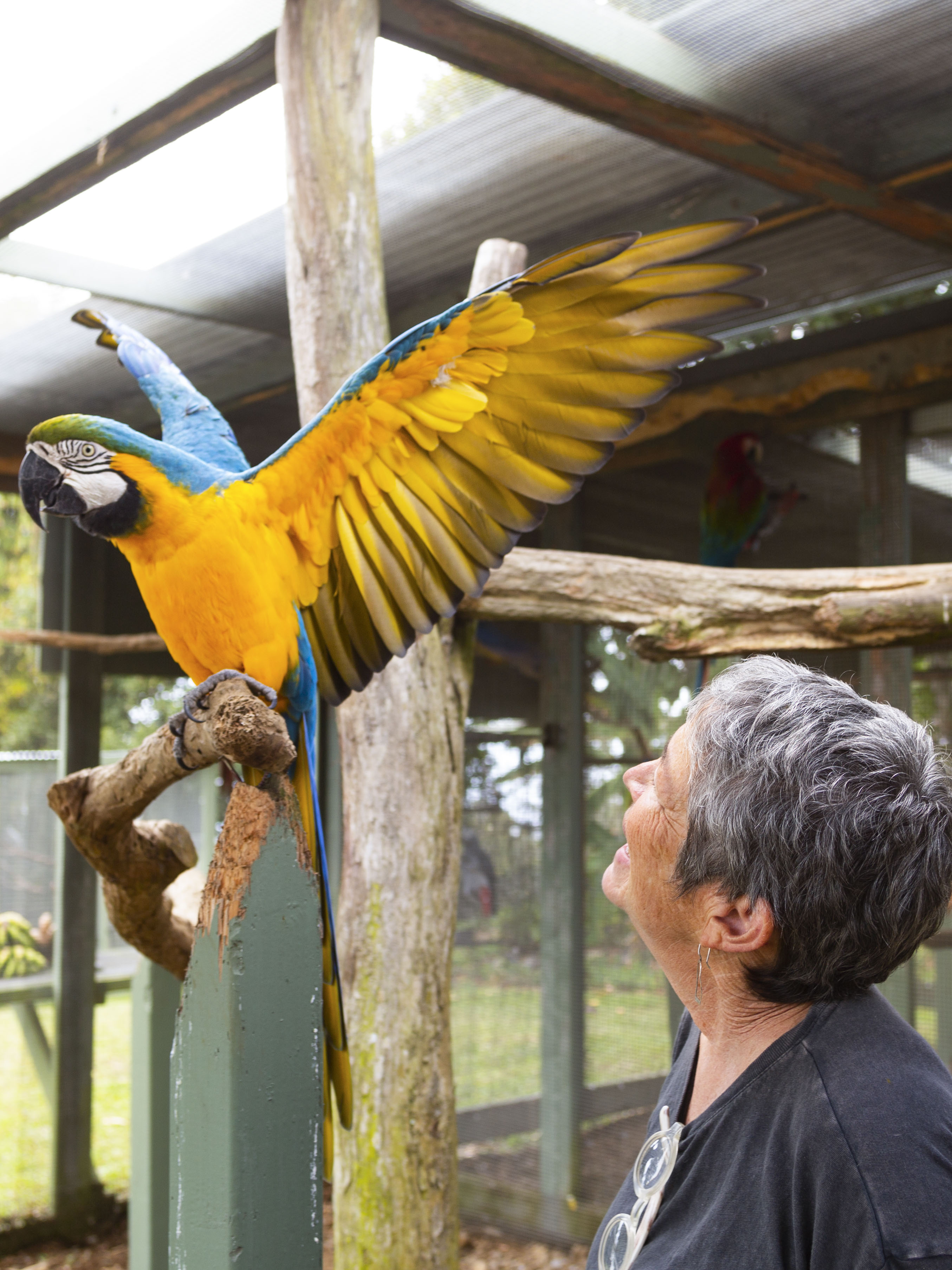 Parrots in Paradise Sanctuary Airbnb