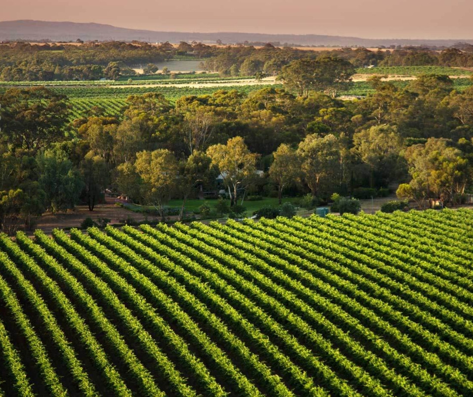 The Reserve Barossa Valley in Nuriootpa, Barossa Valley