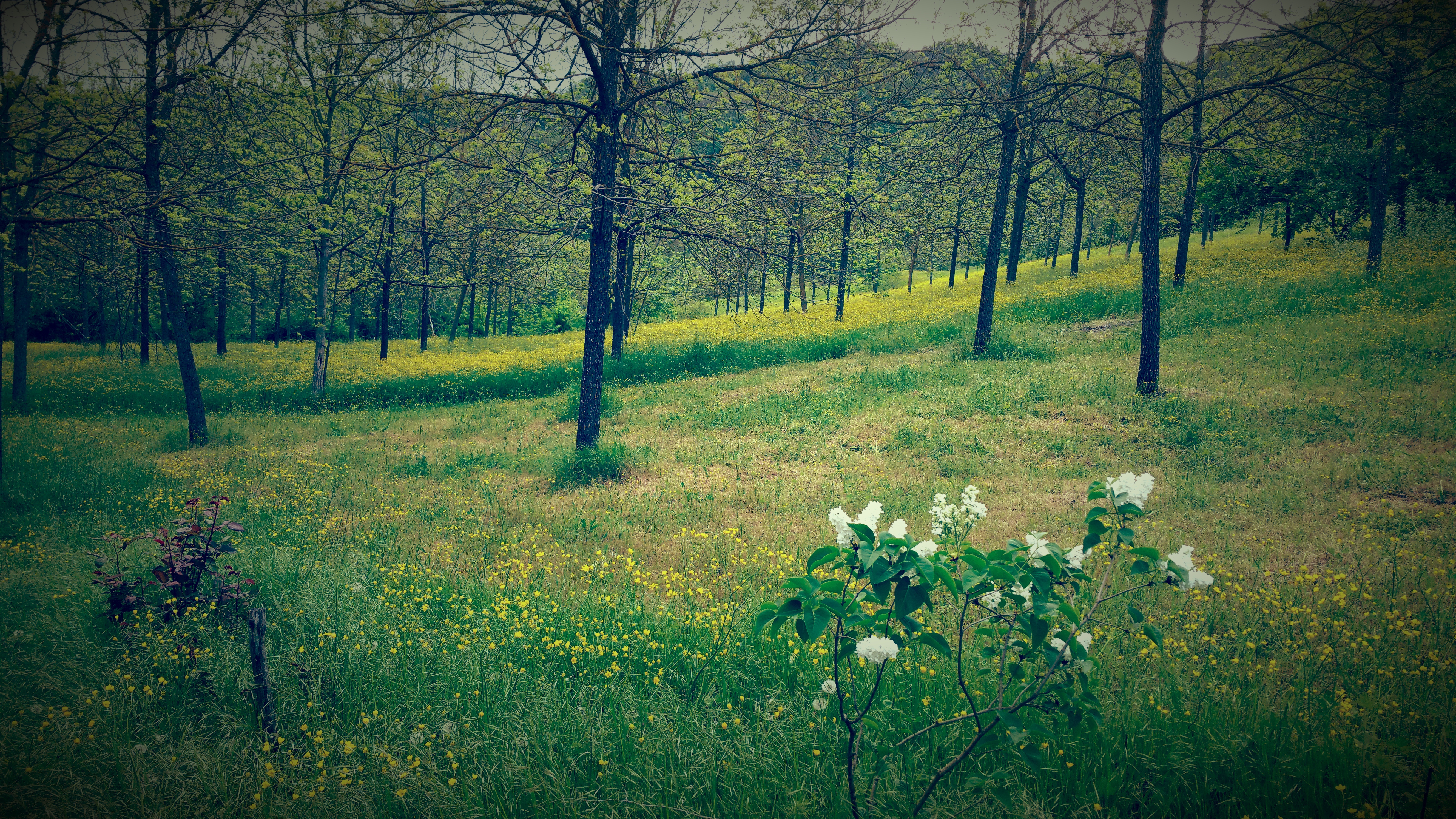 Casetta in the woods