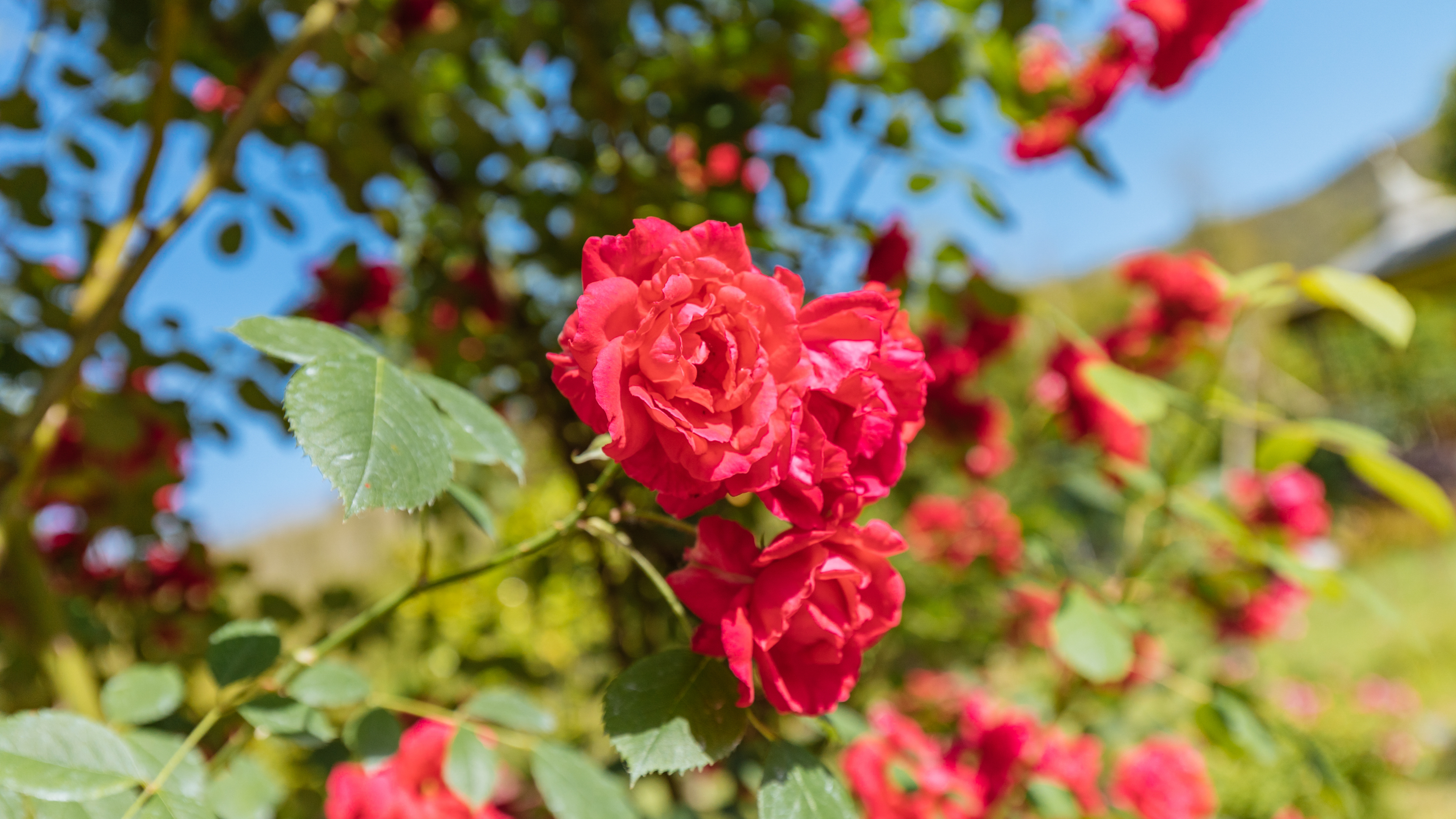 莫干山脚下 依莫山居 天喜景观榻榻米双床房 泳池派对 Villen Zur Miete In Huzhou Zhejiang China