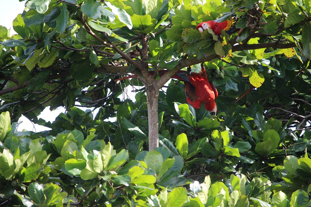 Secret Garden Apartments For Rent In Playa Zancudo Puntarenas Costa Rica Secret Garden Apartments For Rent In Playa Zancudo Puntarenas Costa Rica