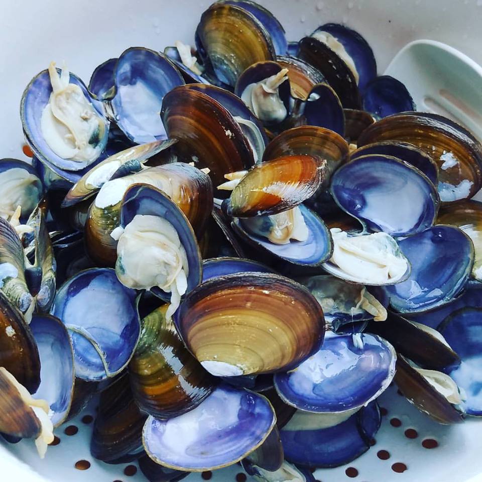Purple Varnish Clamming w/ a Local Guide Airbnb