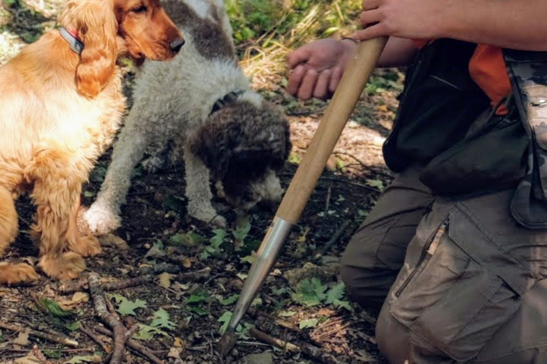 Discovering Truffles Rome Airbnb