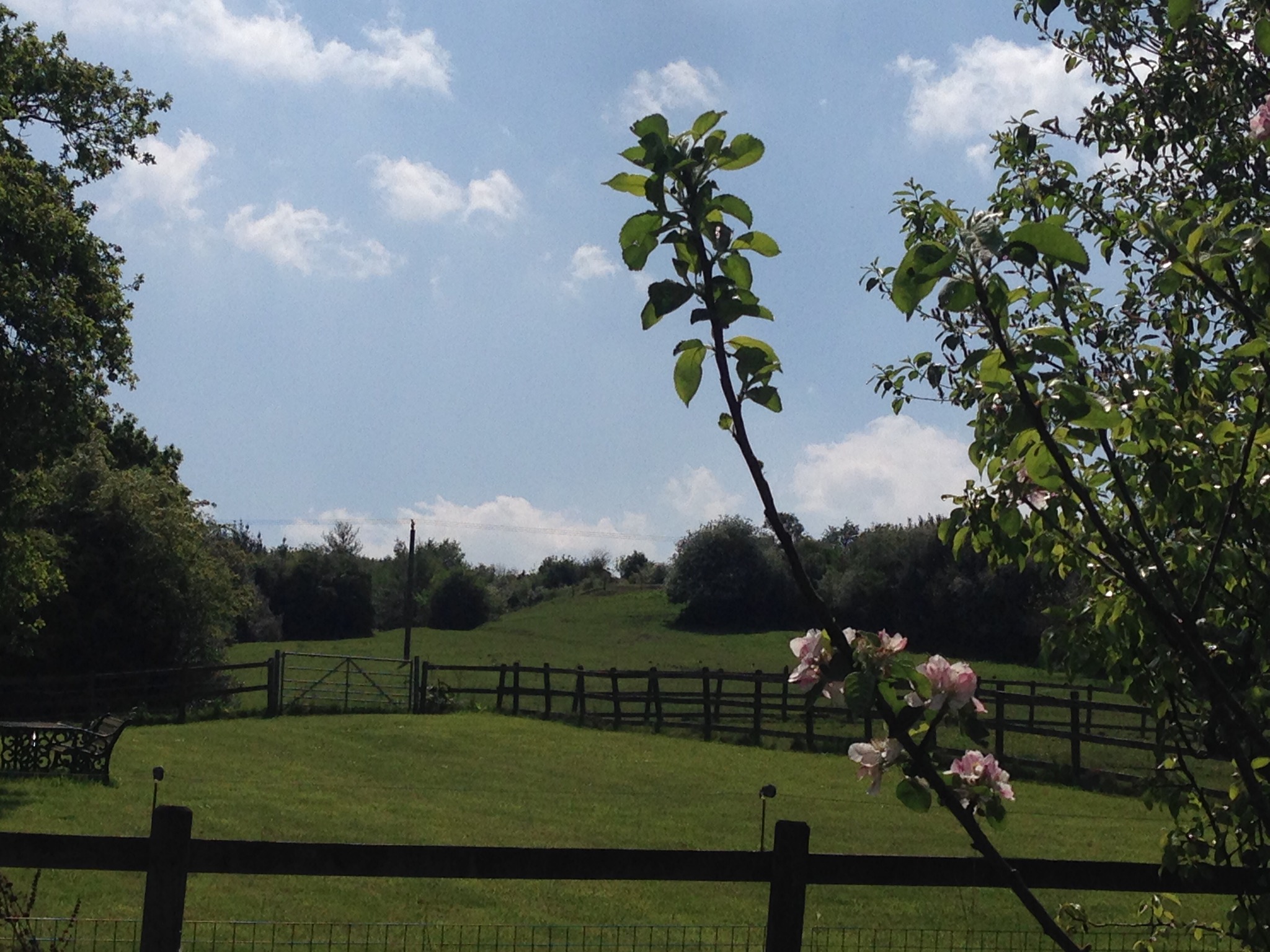 Oak Tree View