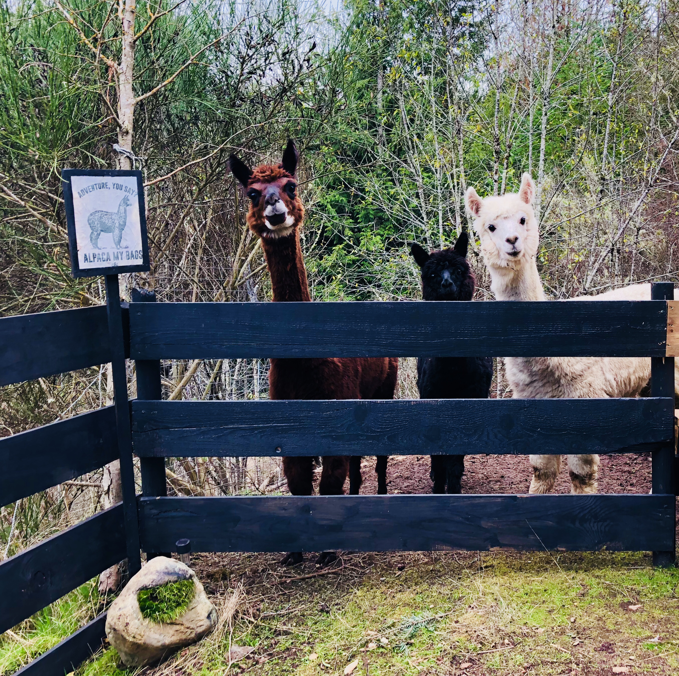 Beau Mountain Ocean View Cottage - Feed Alpacas - Cottages for Rent in  Sooke, British Columbia, Canada - Airbnb