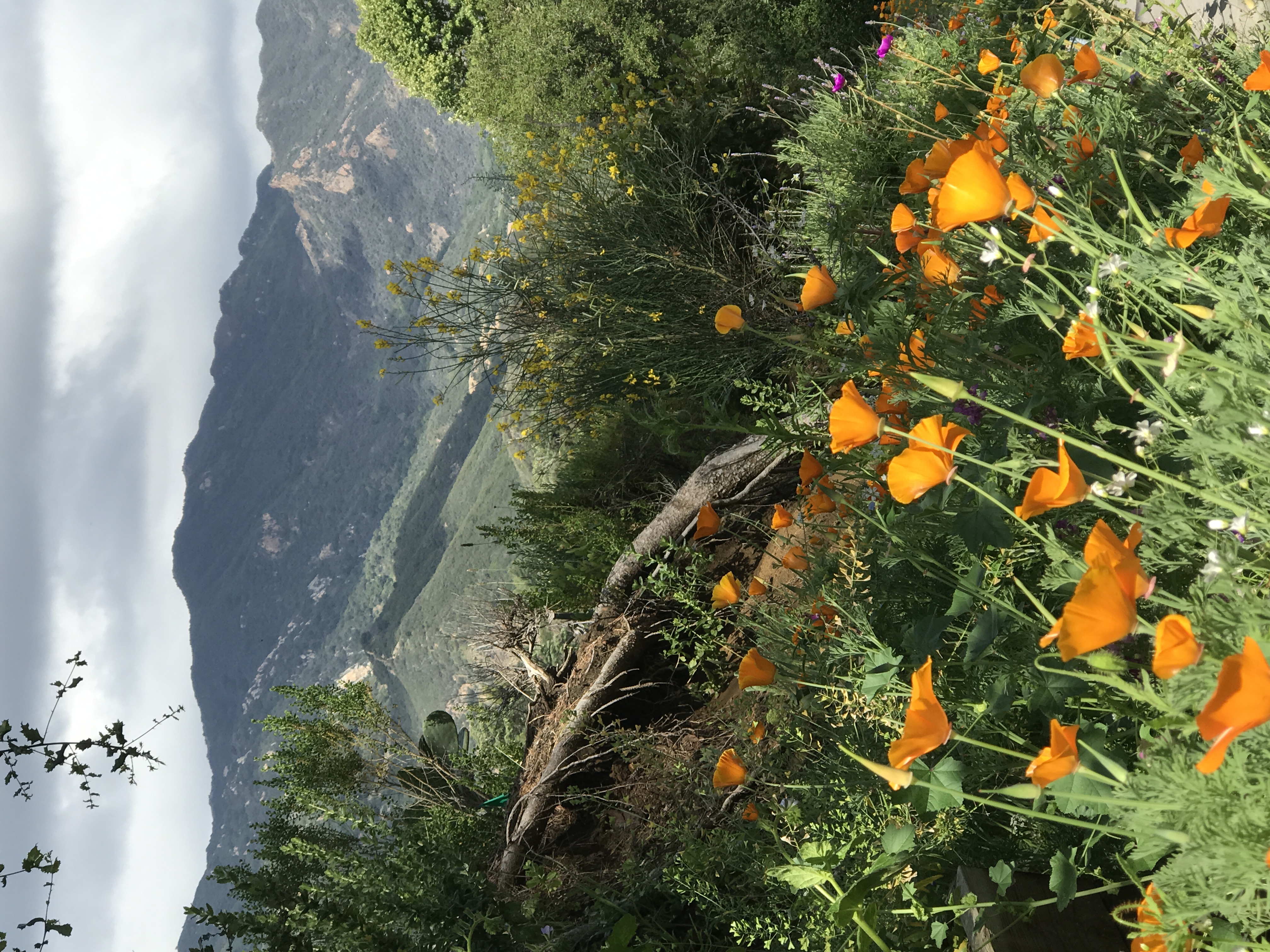 Monte Nido Retreat, minutes to Malibu/Pepperdine