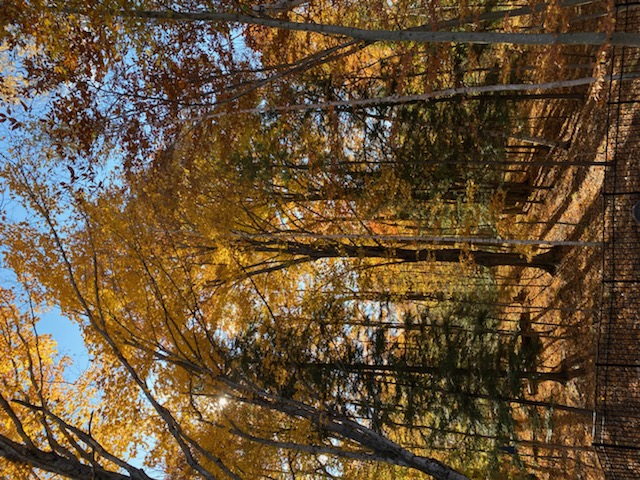 Forest Retreat... need we say more?