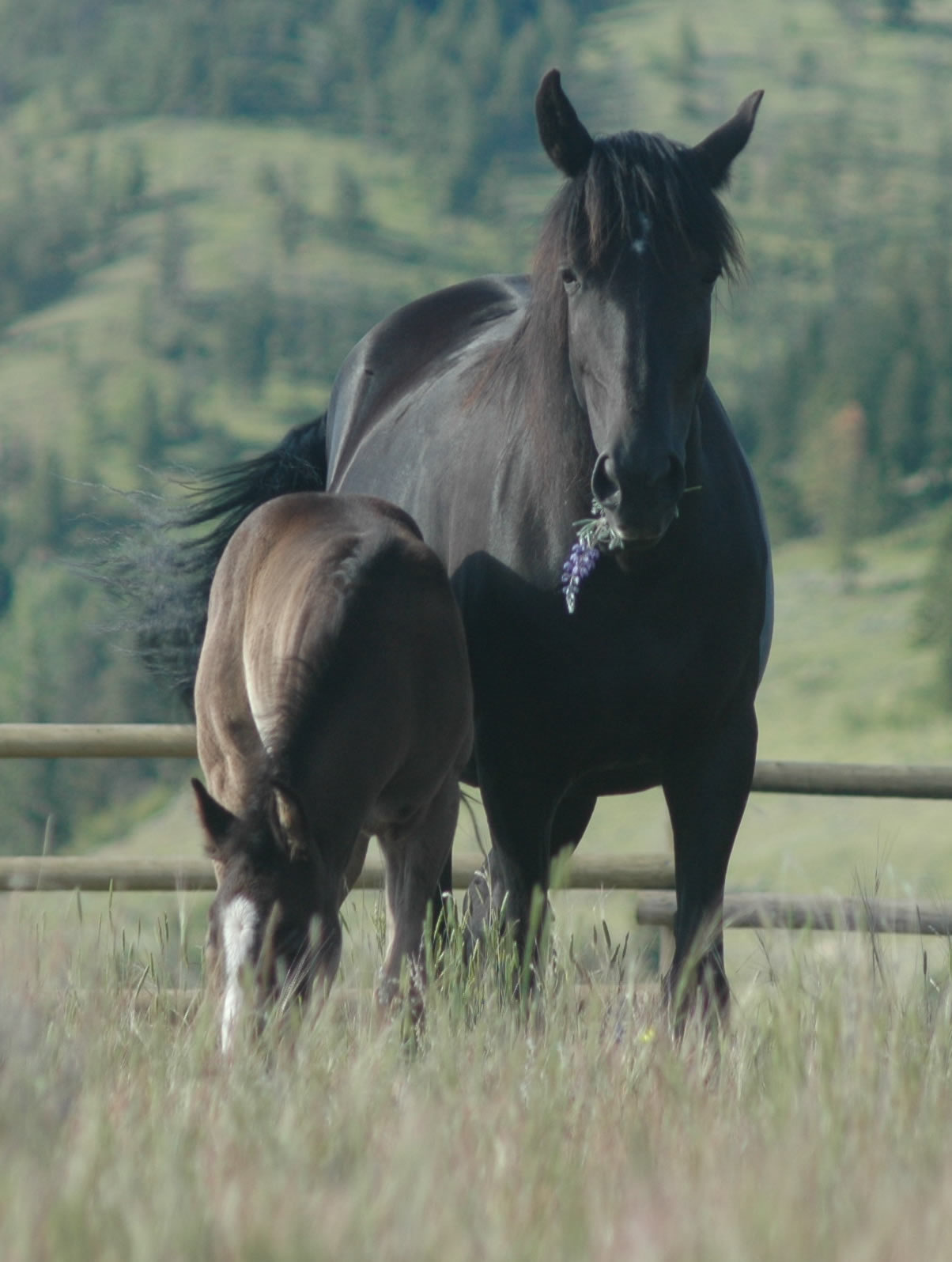 Hedges Butte Ranch