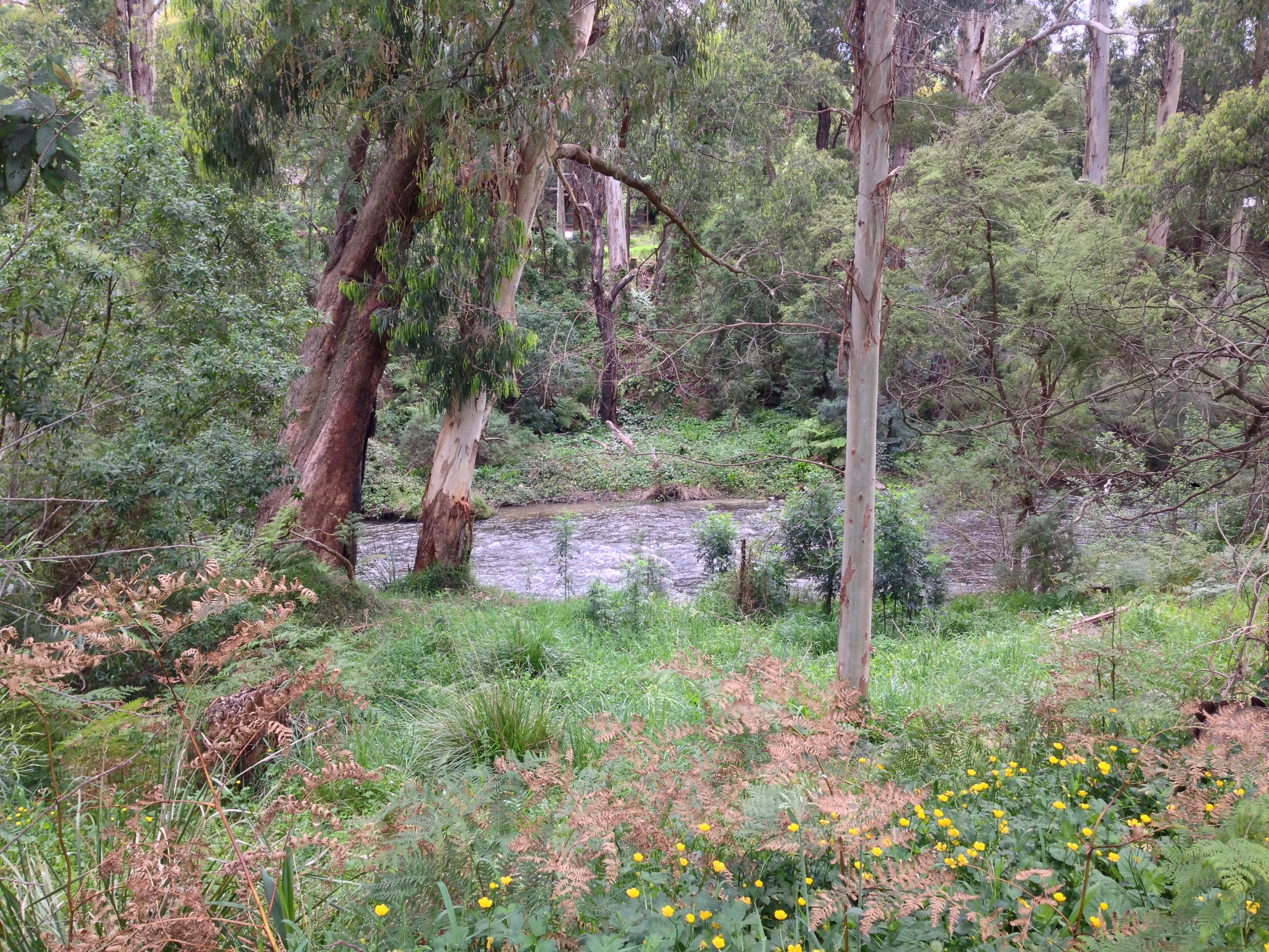 Cosy Cabin By The Yarra River