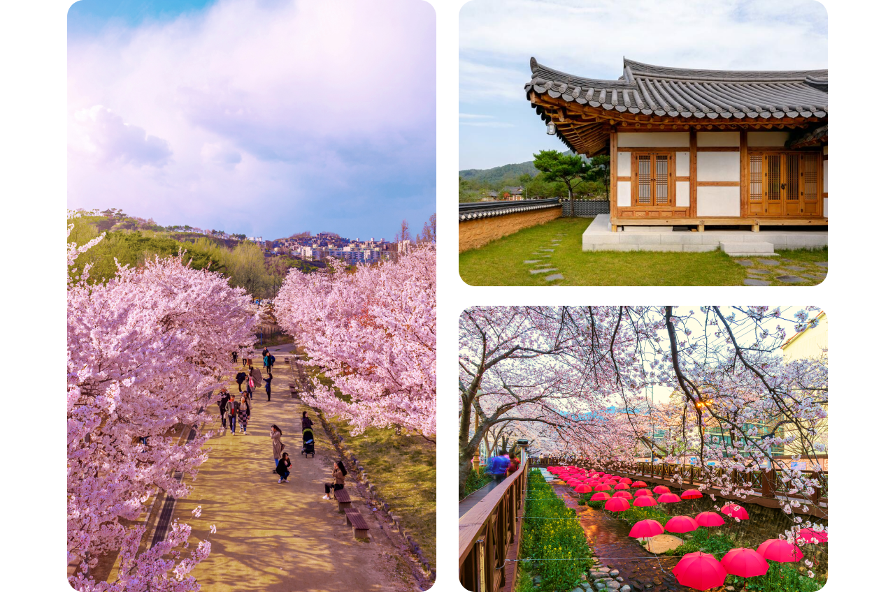 Kolase tiga foto musim beot-kkot di Korea. Di sisi kiri, orang-orang berjalan sambil mengambil foto di bawah jalan yang dinaungi pohon-pohon bunga sakura yang mekar. Di sisi kanan atas, rumput hijau terawat dan jalur batu mengelilingi rumah hanok dengan detail kayu dan atapnya yang melengkung. Di sisi kanan bawah, deretan payung merah digantung di atas jalur batu gelap, dengan juntaian bunga sakura dari atas.