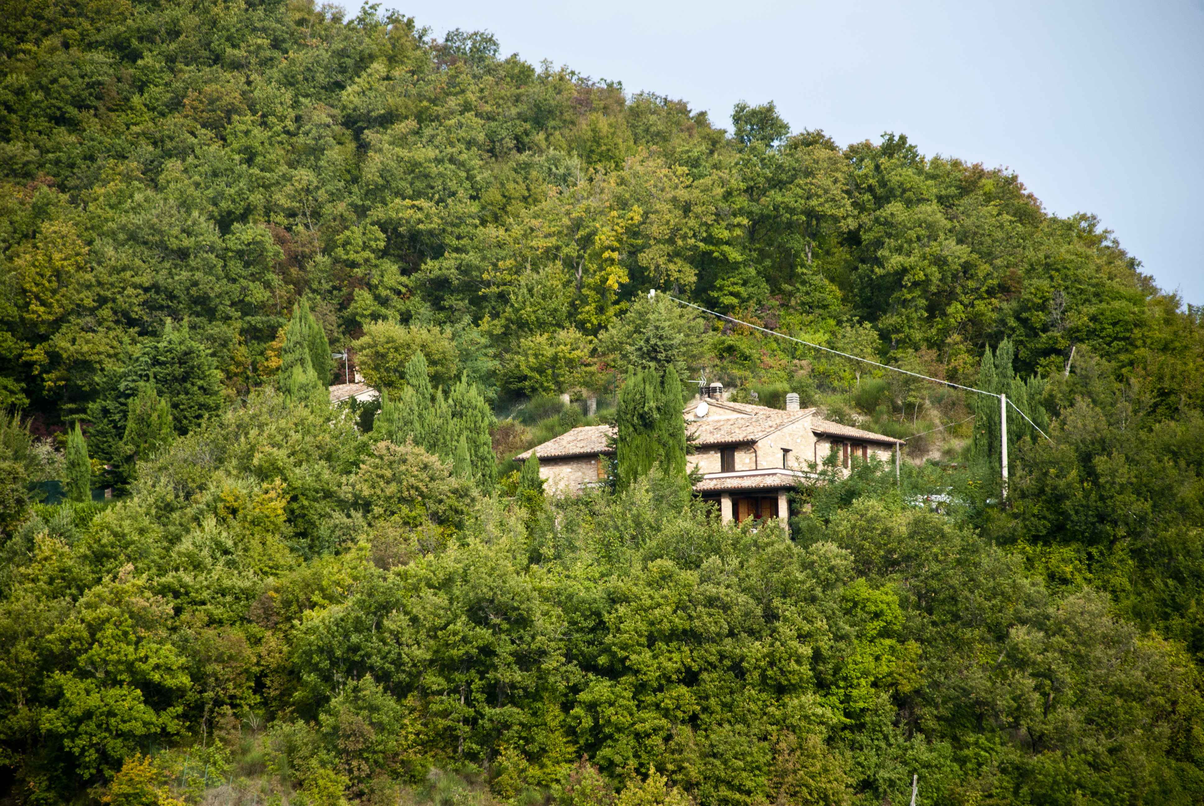 Calmancino delle Selve, Urbino