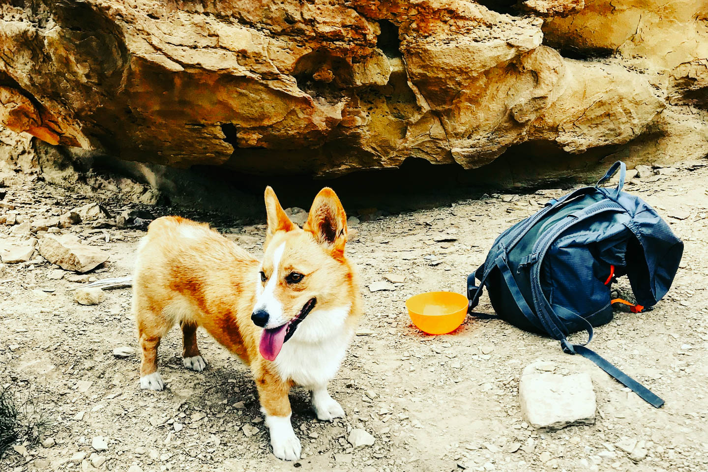 corgi hiking backpack