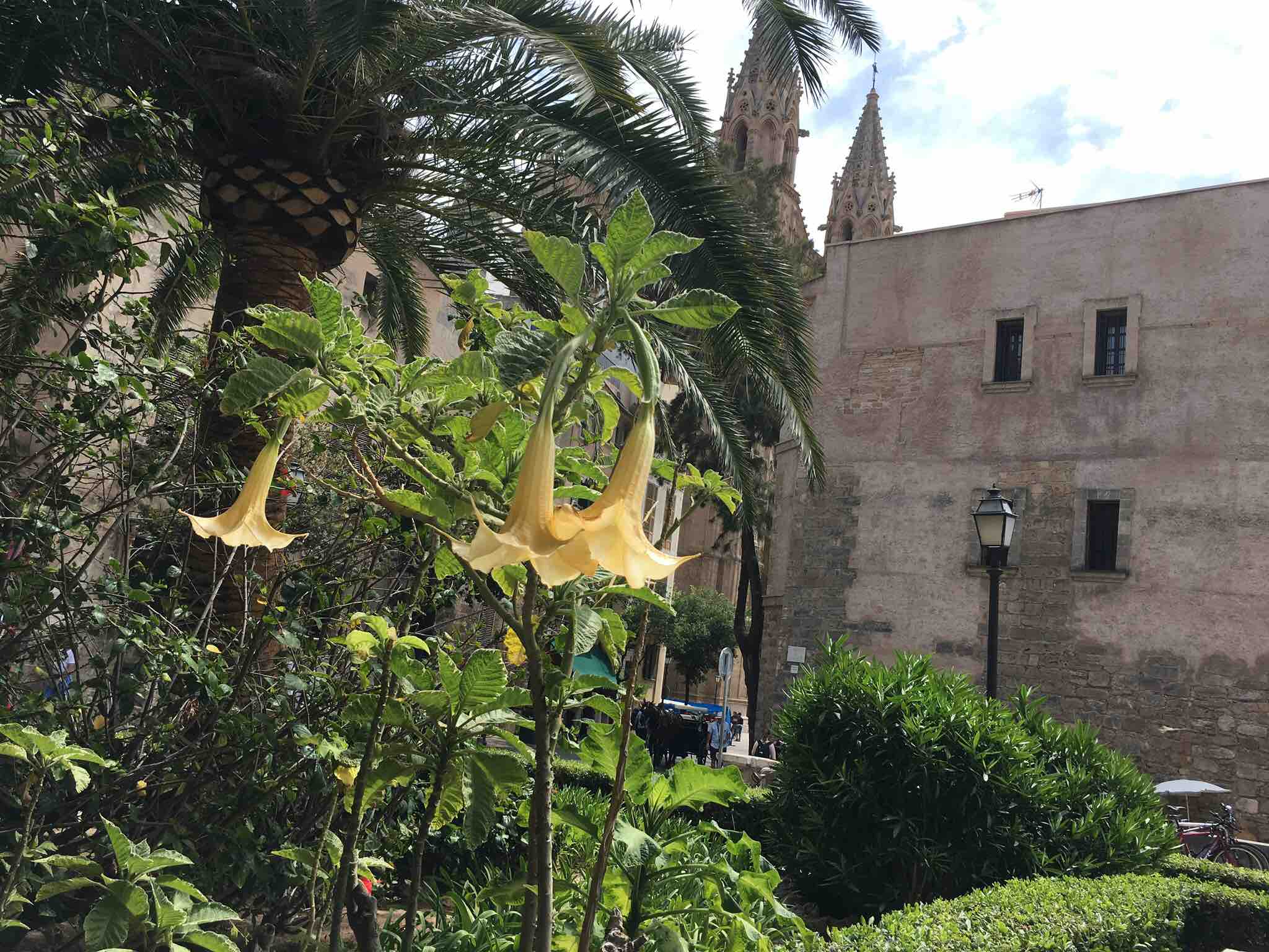 Offering: Spring in Mallorca