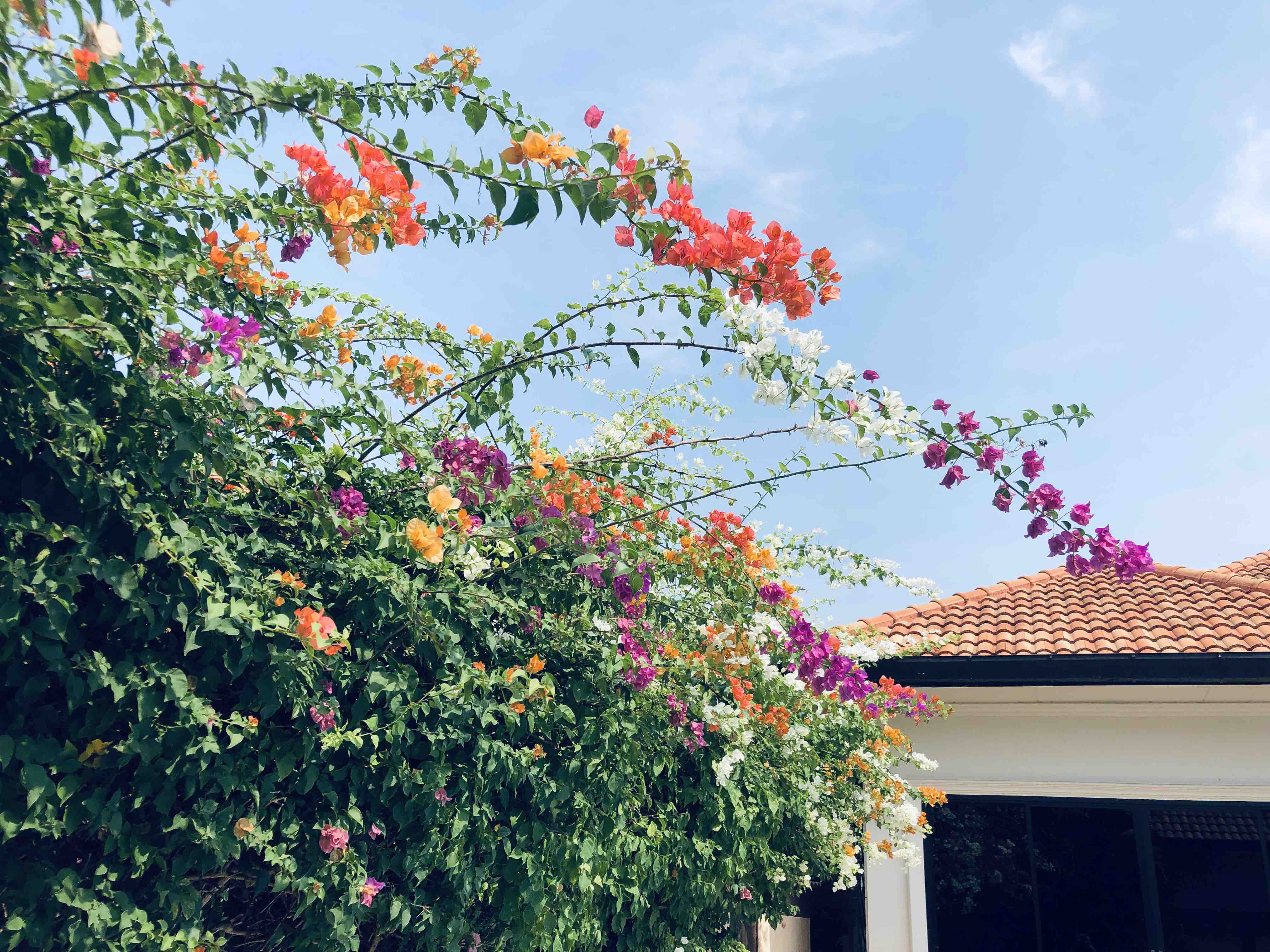 3bedroom beautiful pool Villa，三室泳池别墅临近市区