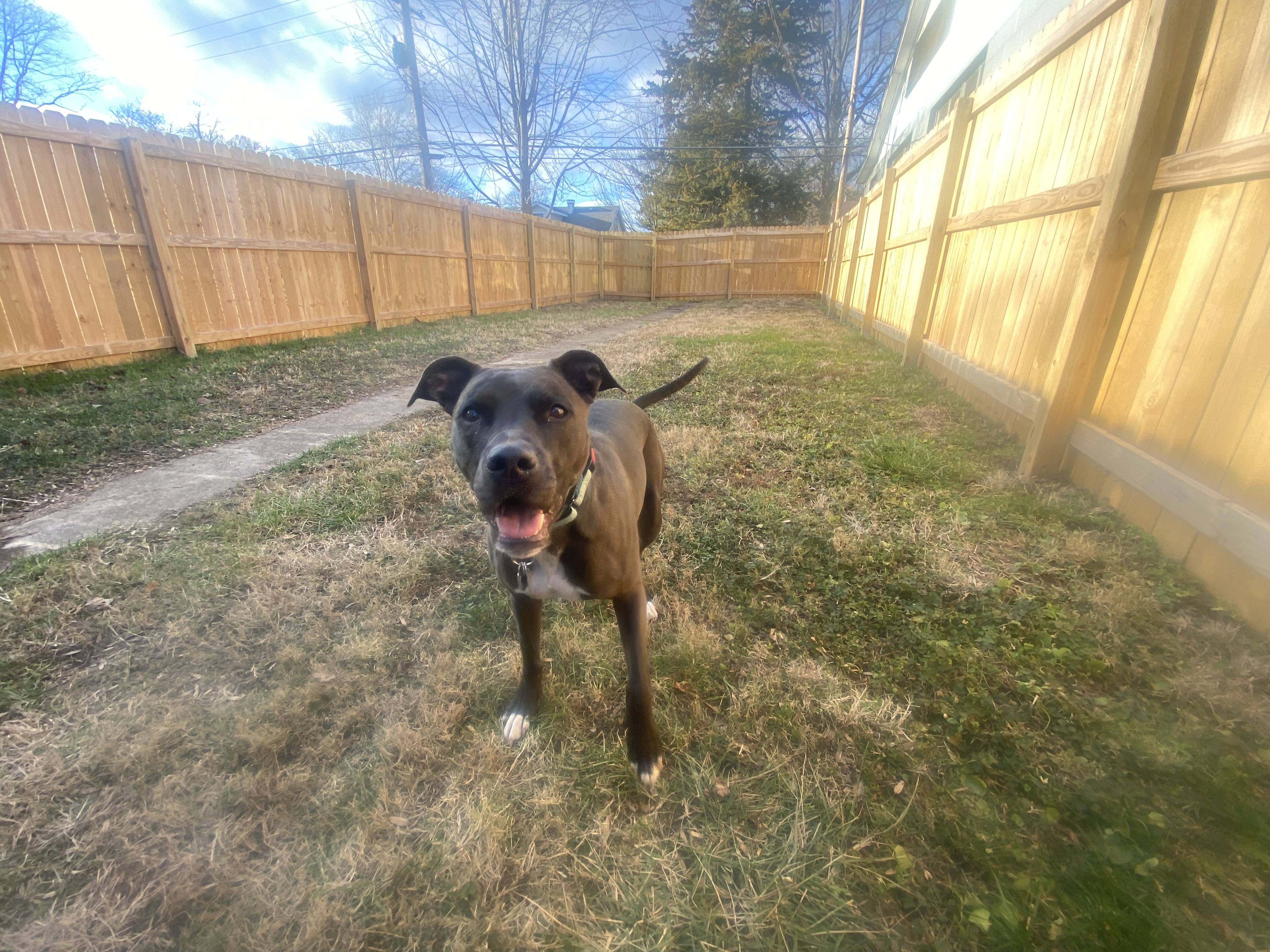 Pup Paradise - Privacy Fence!