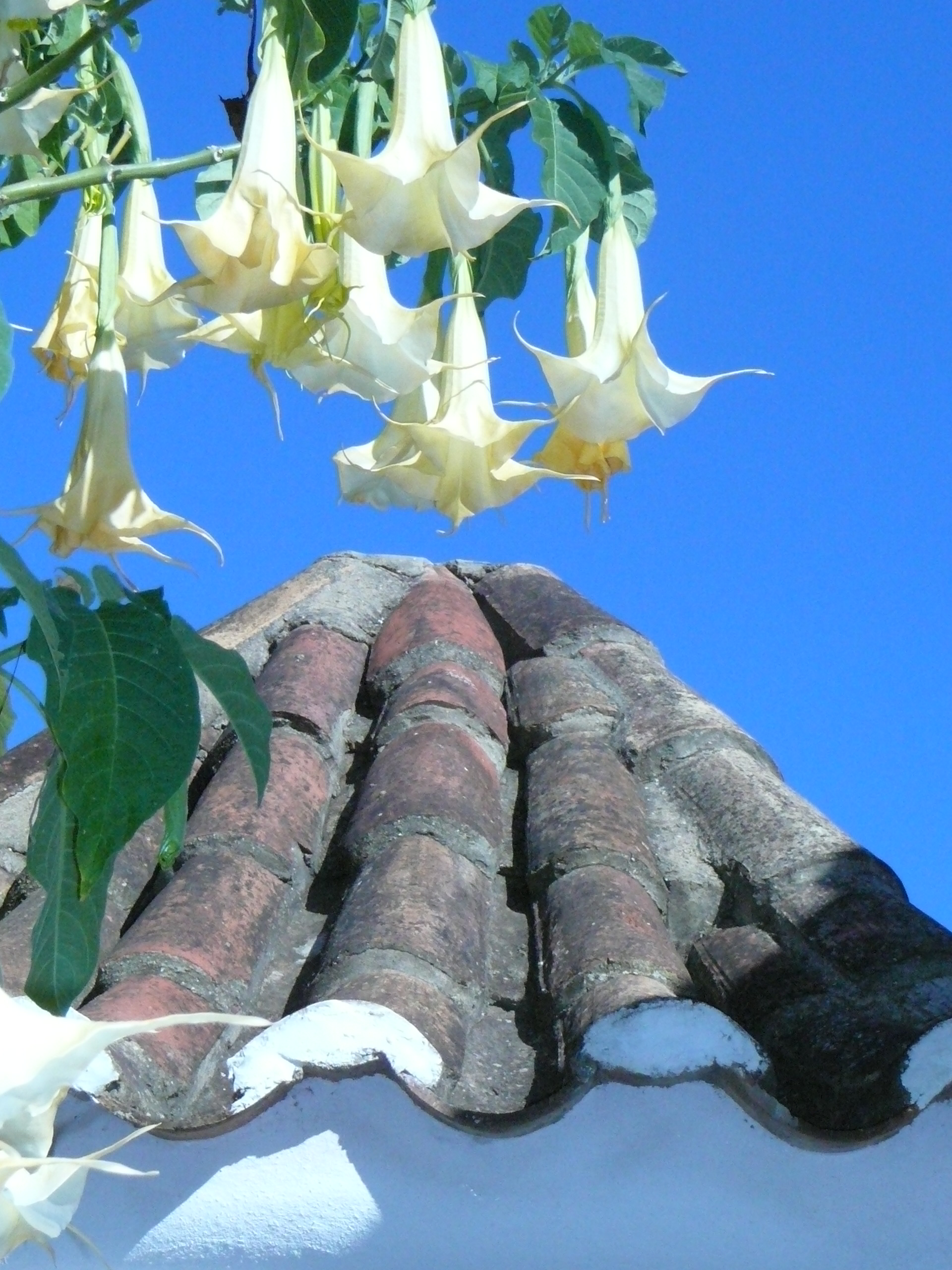 LIVE  UNDER  FRAGRANT  DATURA  (Engelstrompete)