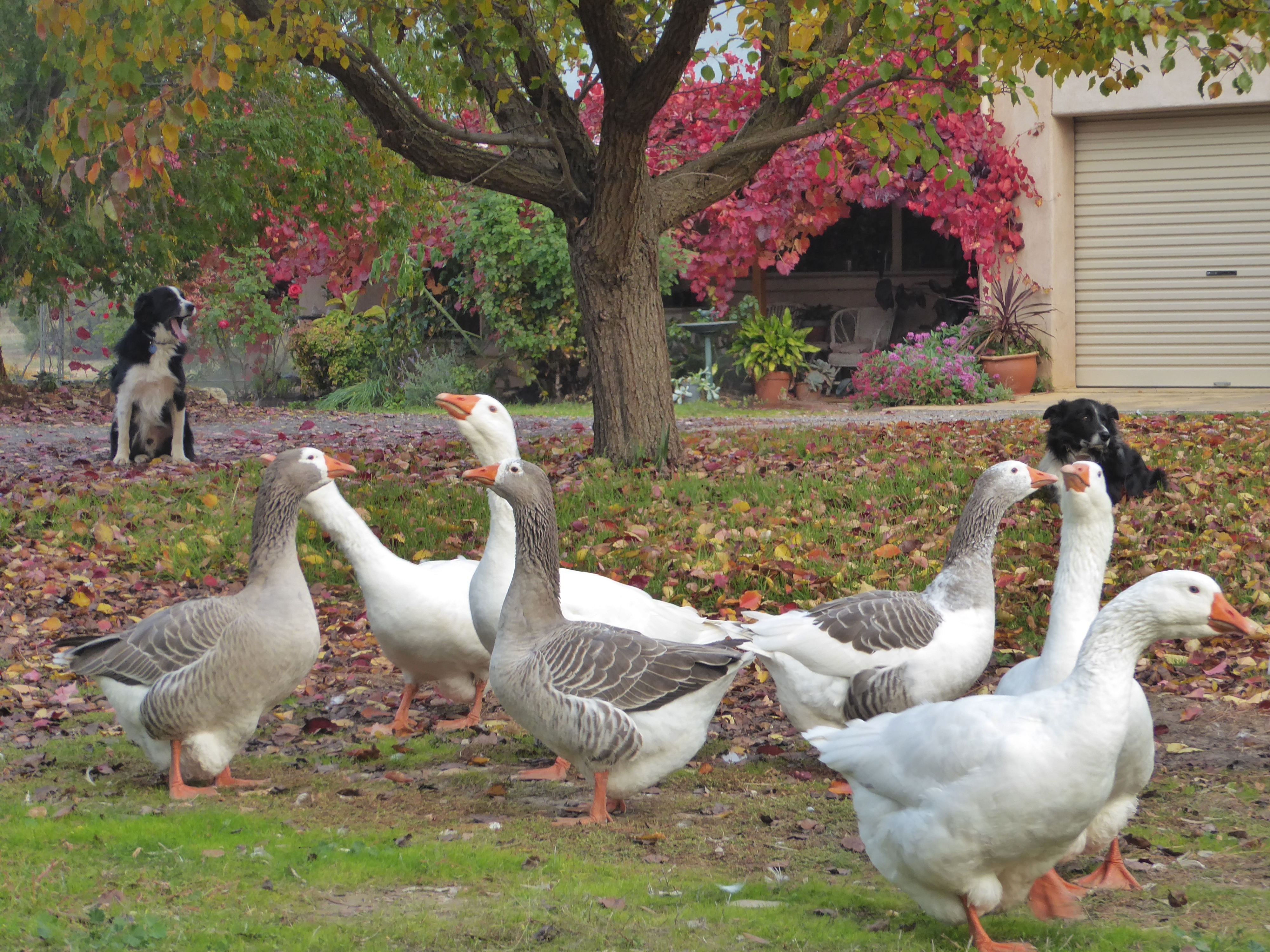 WHISTLER VINEYARD RETREAT in Tanunda, Barossa Valley