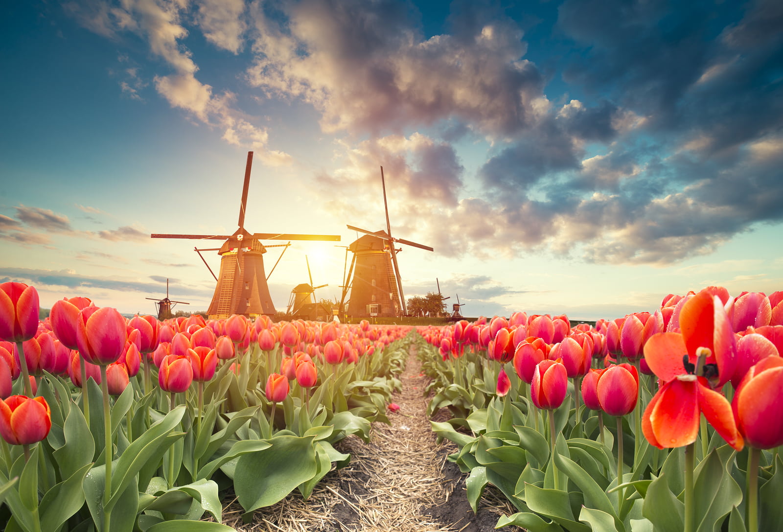 Holiday Suite: 2 bedrooms including private shower โ Amsterdam stay