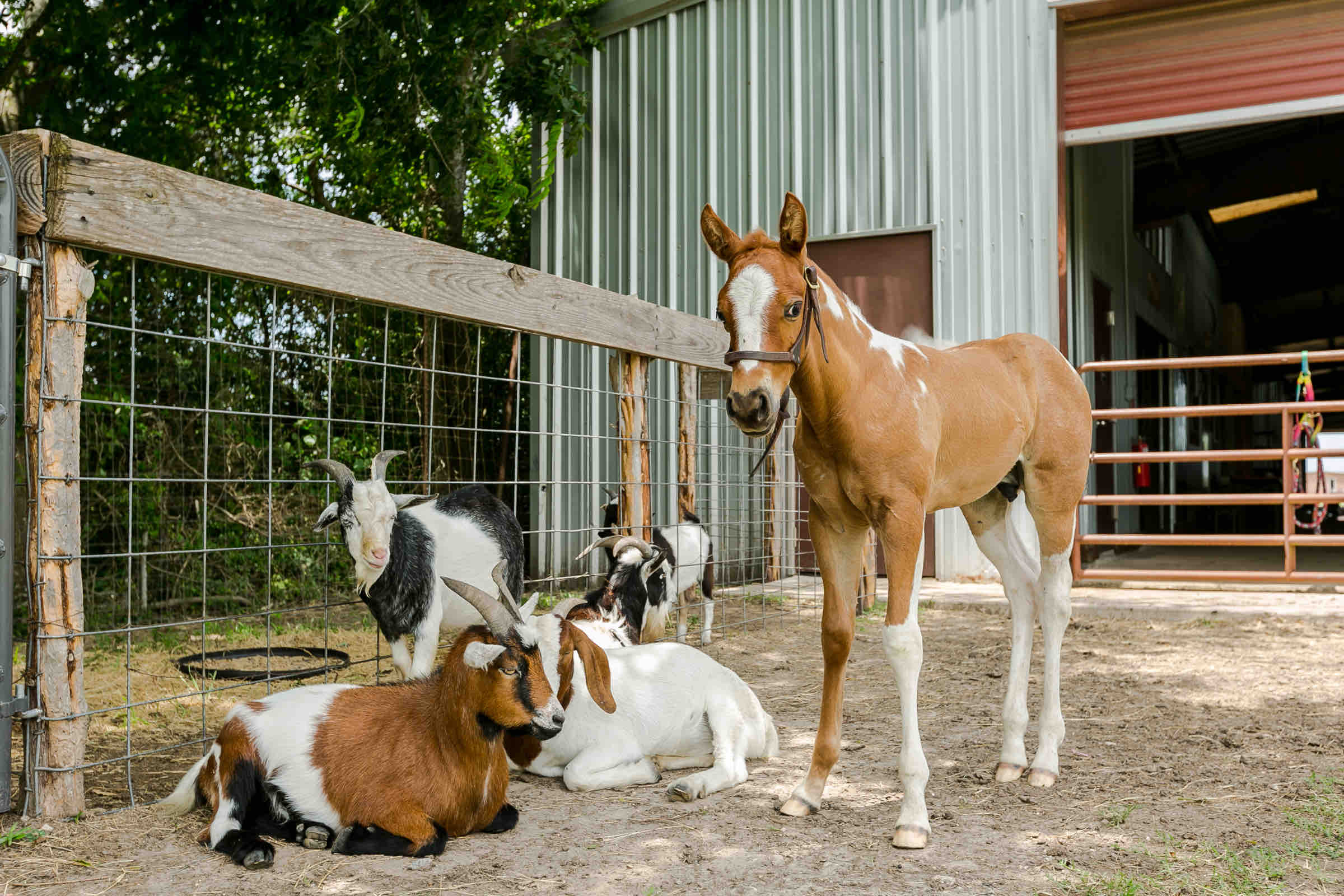 Rockin Star Ranch 150 Acres To Explore And Enjoy Farm Stays For Rent In Brenham Texas United States Rockin Star Ranch 150 Acres To Explore And Enjoy Farm Stays For Rent In Brenham Texas United States