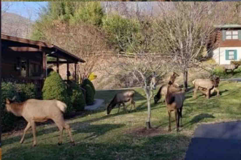 Cuddly Bear cabin. Maggie Valley, NC Cabins for Rent in Maggie Valley