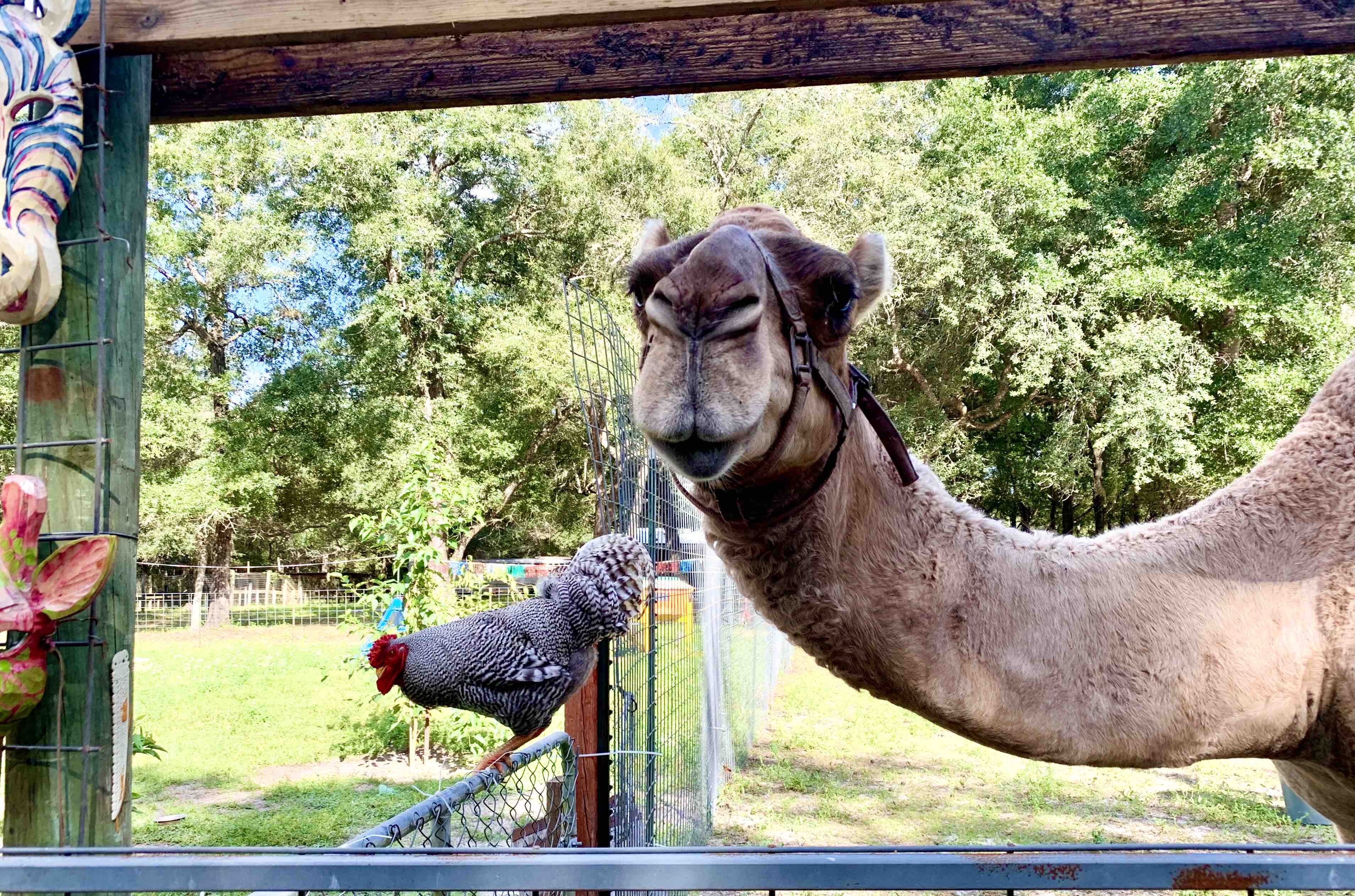 Lonesome Chicken Camel Ranch Farm Stays For Rent In Trenton Florida United States