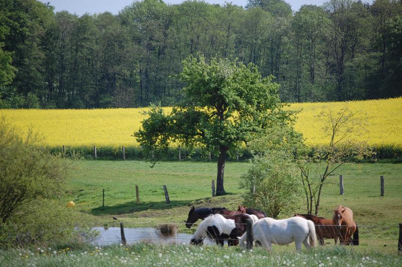 Grosszügige Ferienwohnung mit Garten auf dem Land
