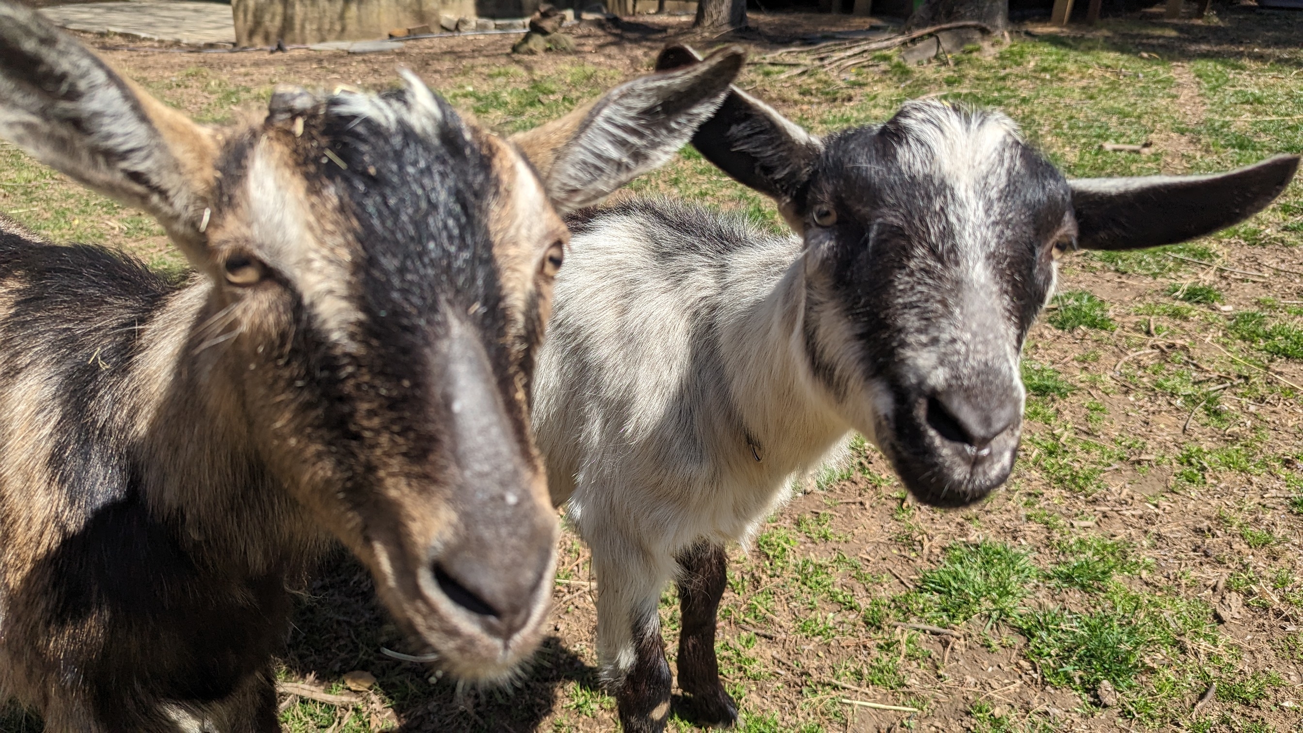 Great reviews! Pool, DT, stadium, goats, and more!