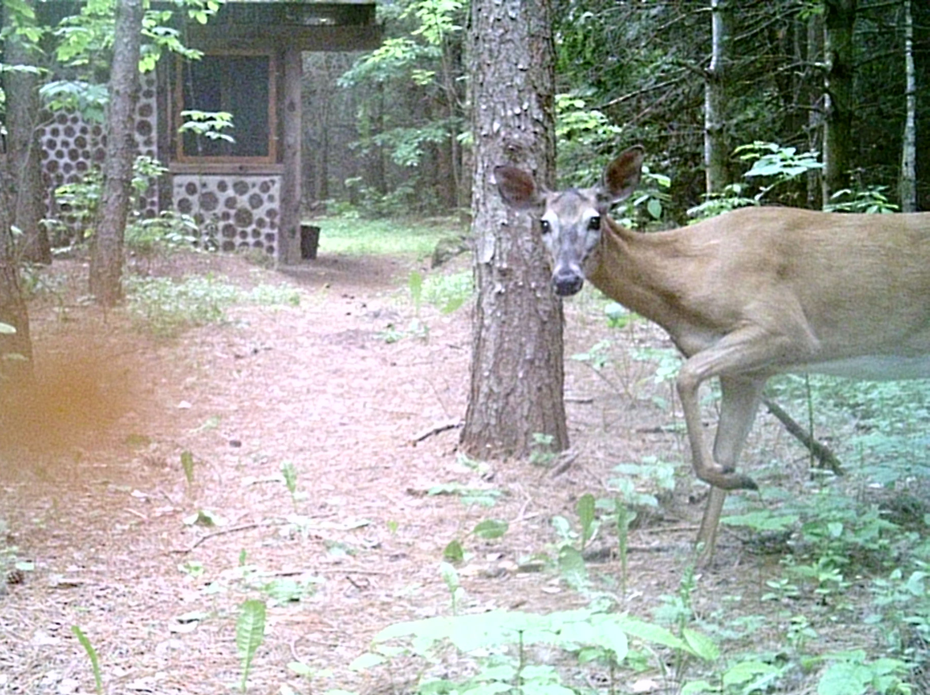 Peaceful cabininthewoods 50 acre private forest Guesthouses for