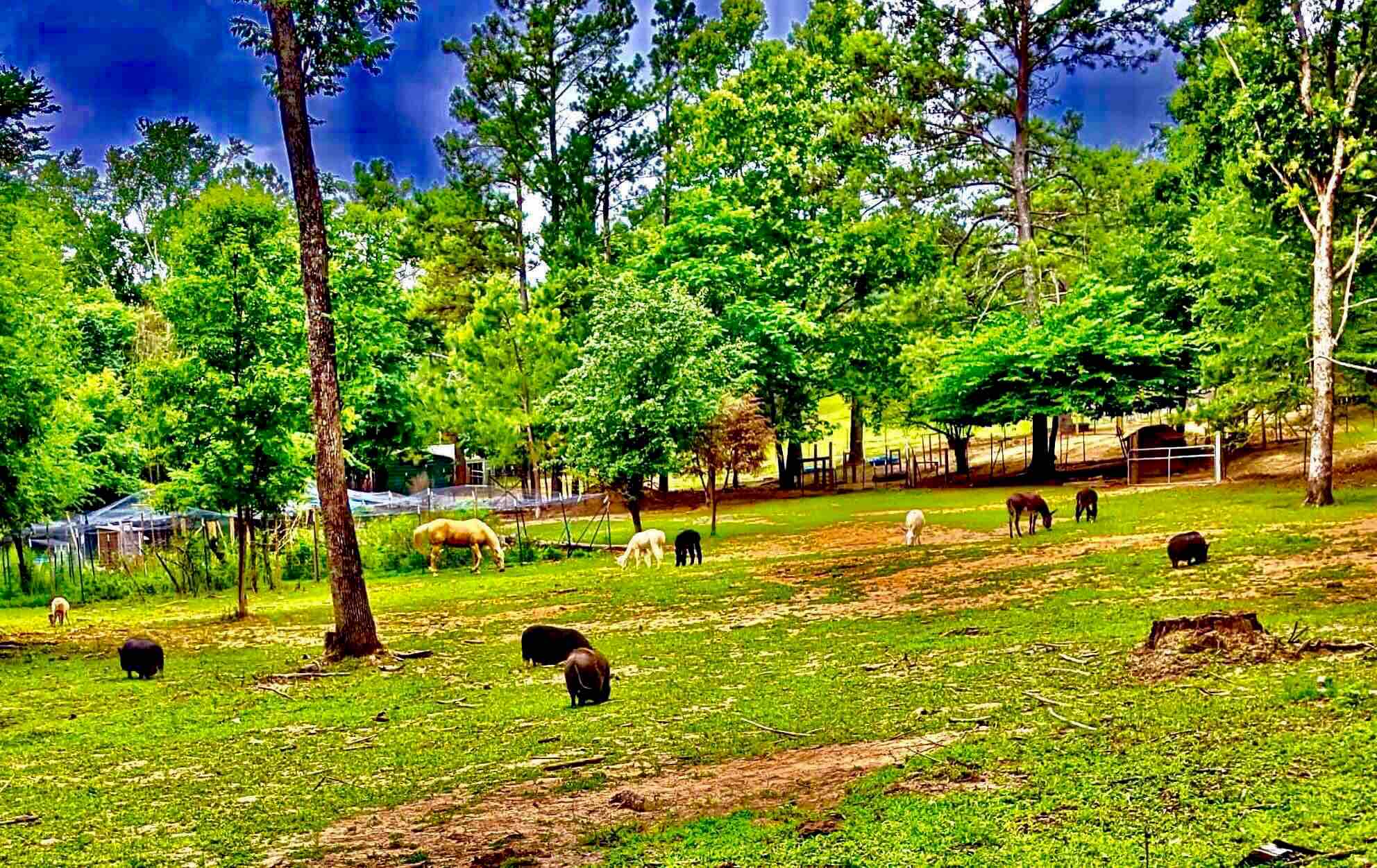 Freedom Acres Farm Animal Rescue