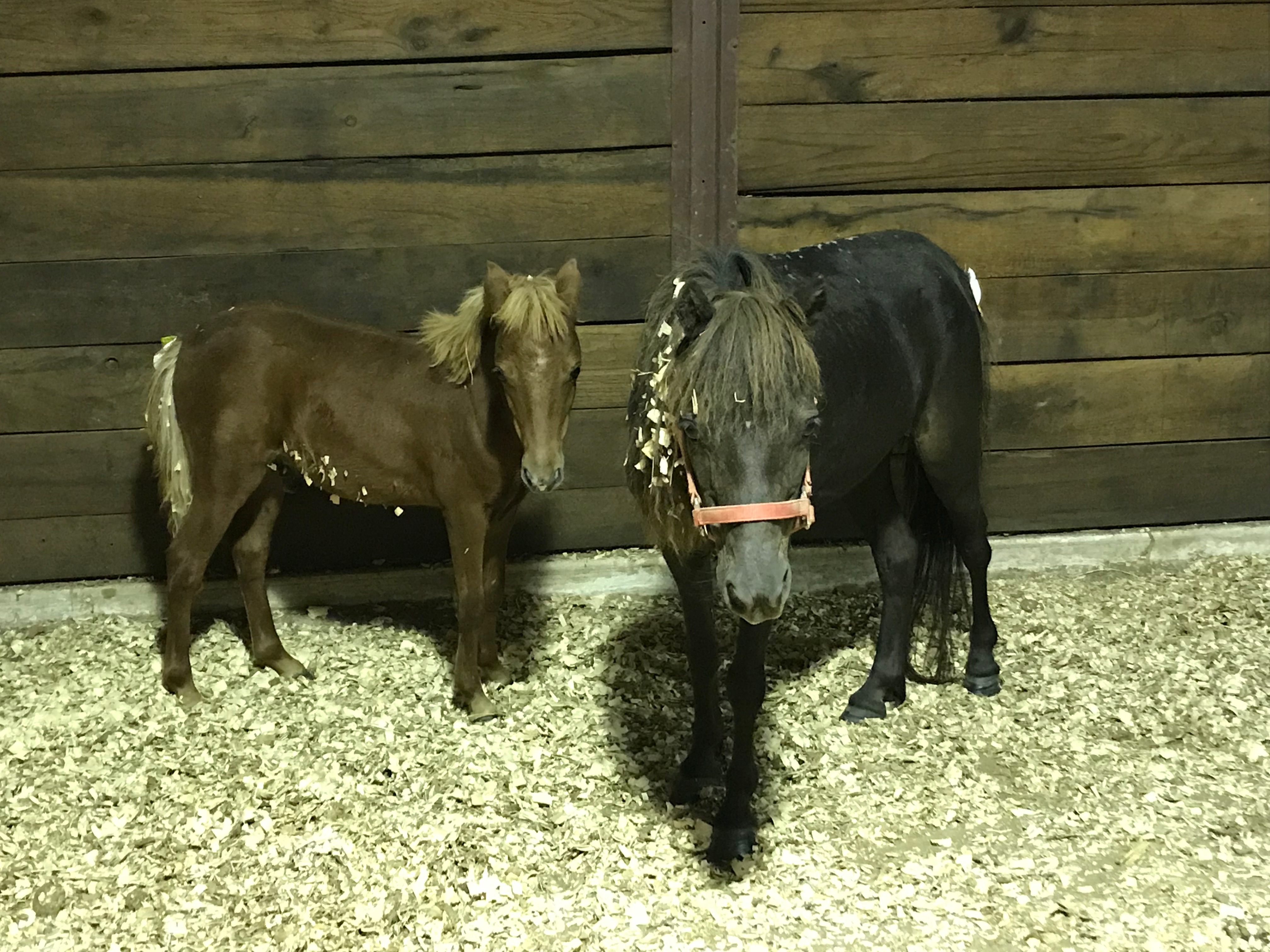 Rockin Star Ranch 150 Acres To Explore And Enjoy Farm Stays For Rent In Brenham Texas United States Rockin Star Ranch 150 Acres To Explore And Enjoy Farm Stays For Rent In Brenham Texas United States