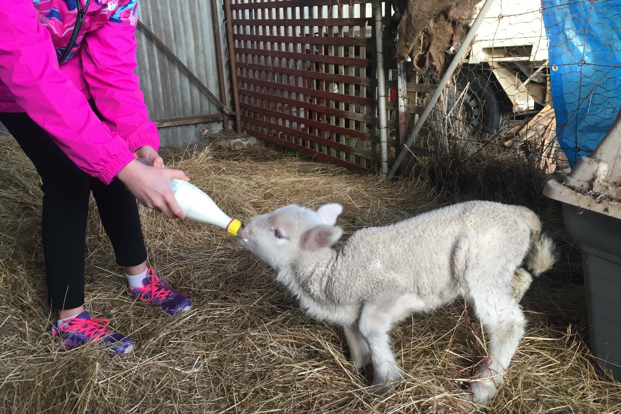 Farm Animals & Produce Tour Airbnb