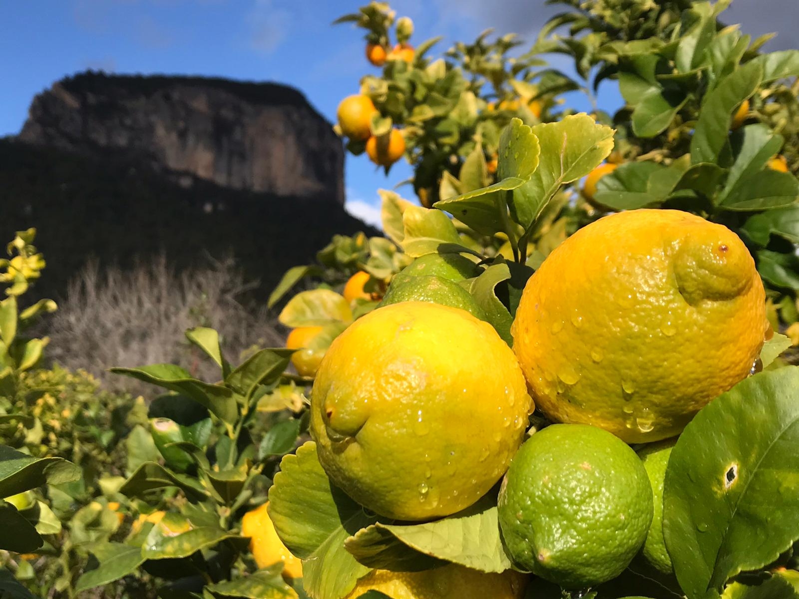 Como Se Dice Naranja En Inglés Fantastic villa in Alaró, Mallorca - Airbnb