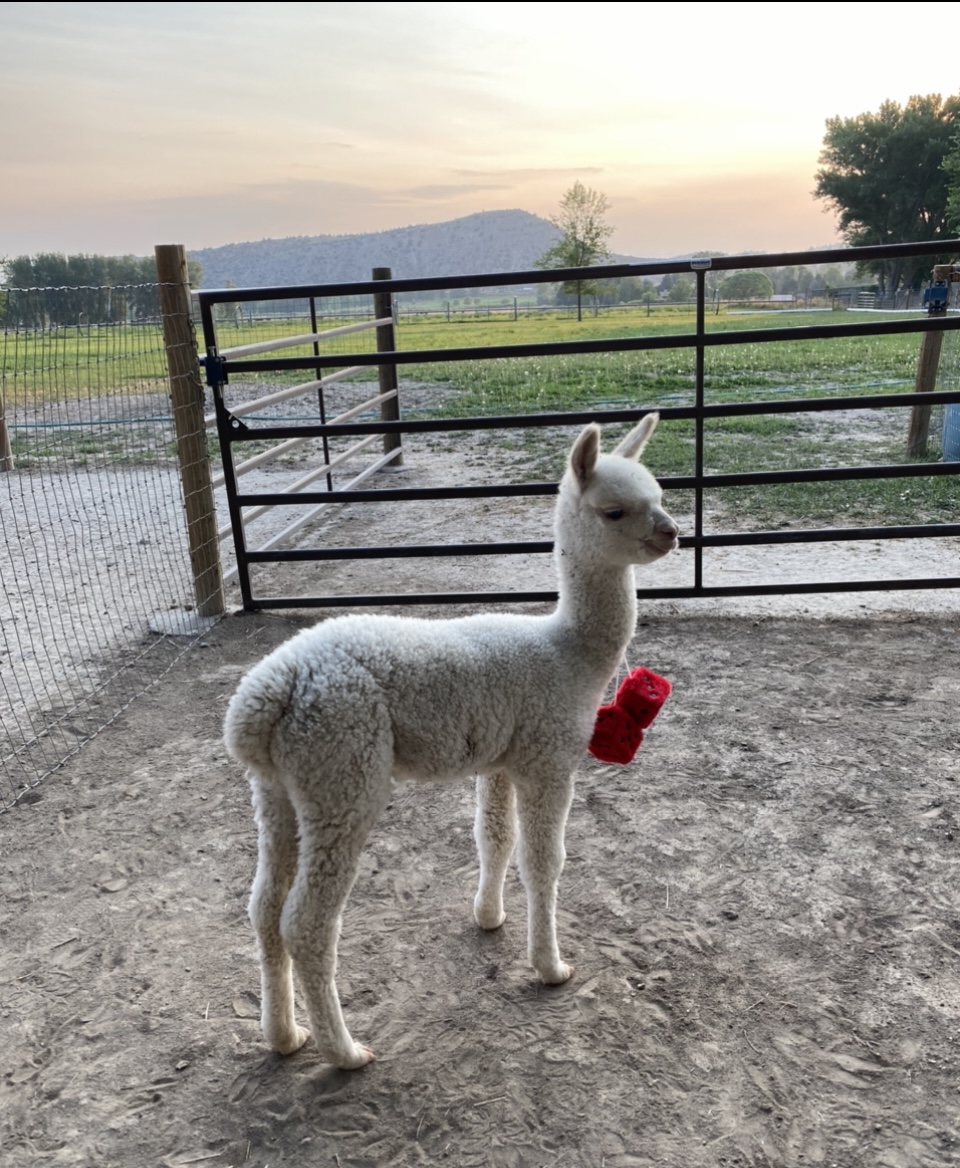 Alpaca Paradise! A Peaceful Night With The Alpacas Farm stays for