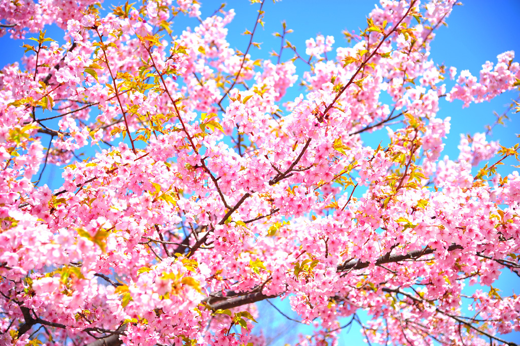 Shibuya South Ii Jp Modern Room Apartments For Rent In Setagaya Ku Tōkyō To Japan