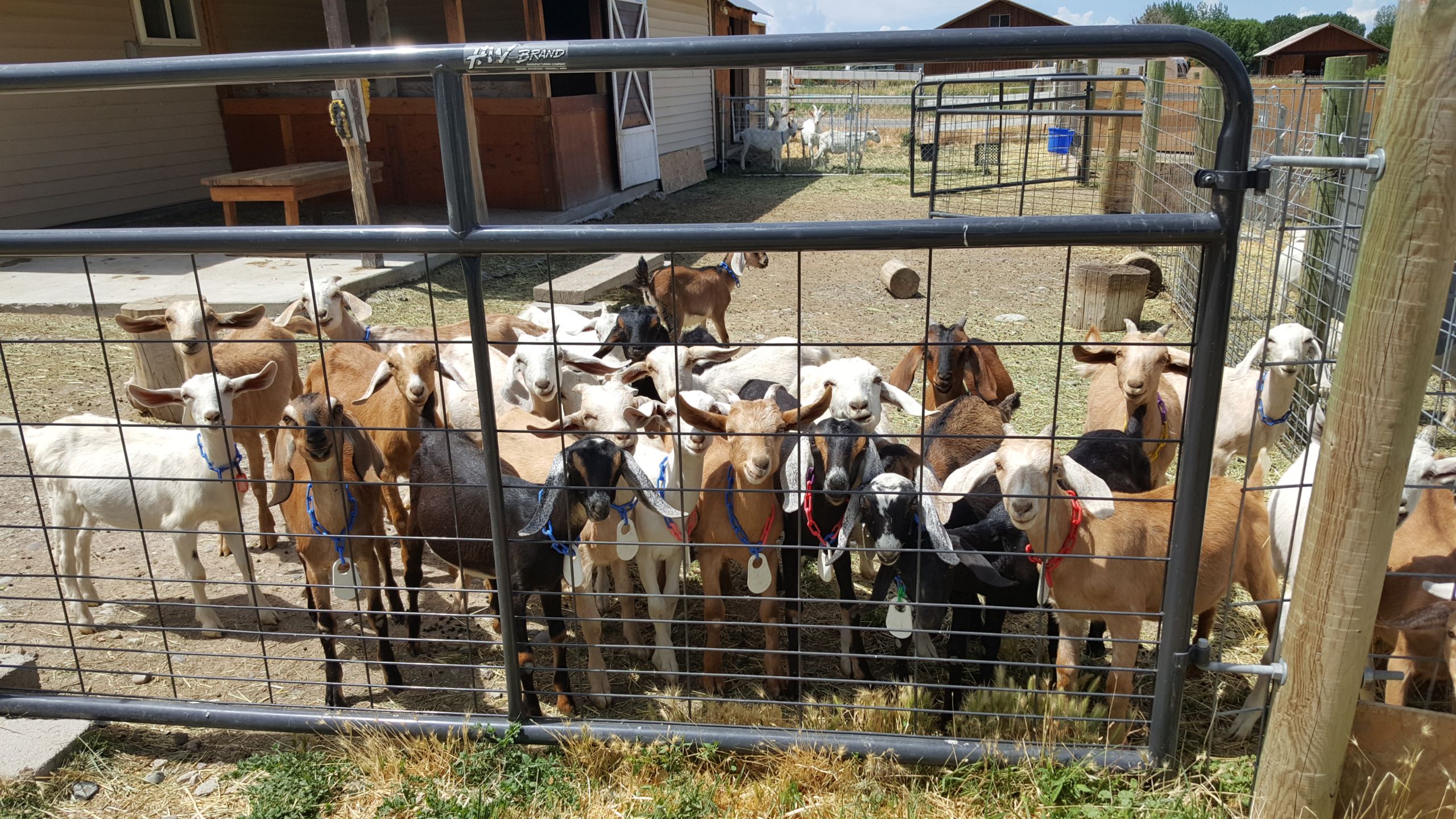 Unique Farm stay, Hang w/ Goats at Western Culture Farm stays for