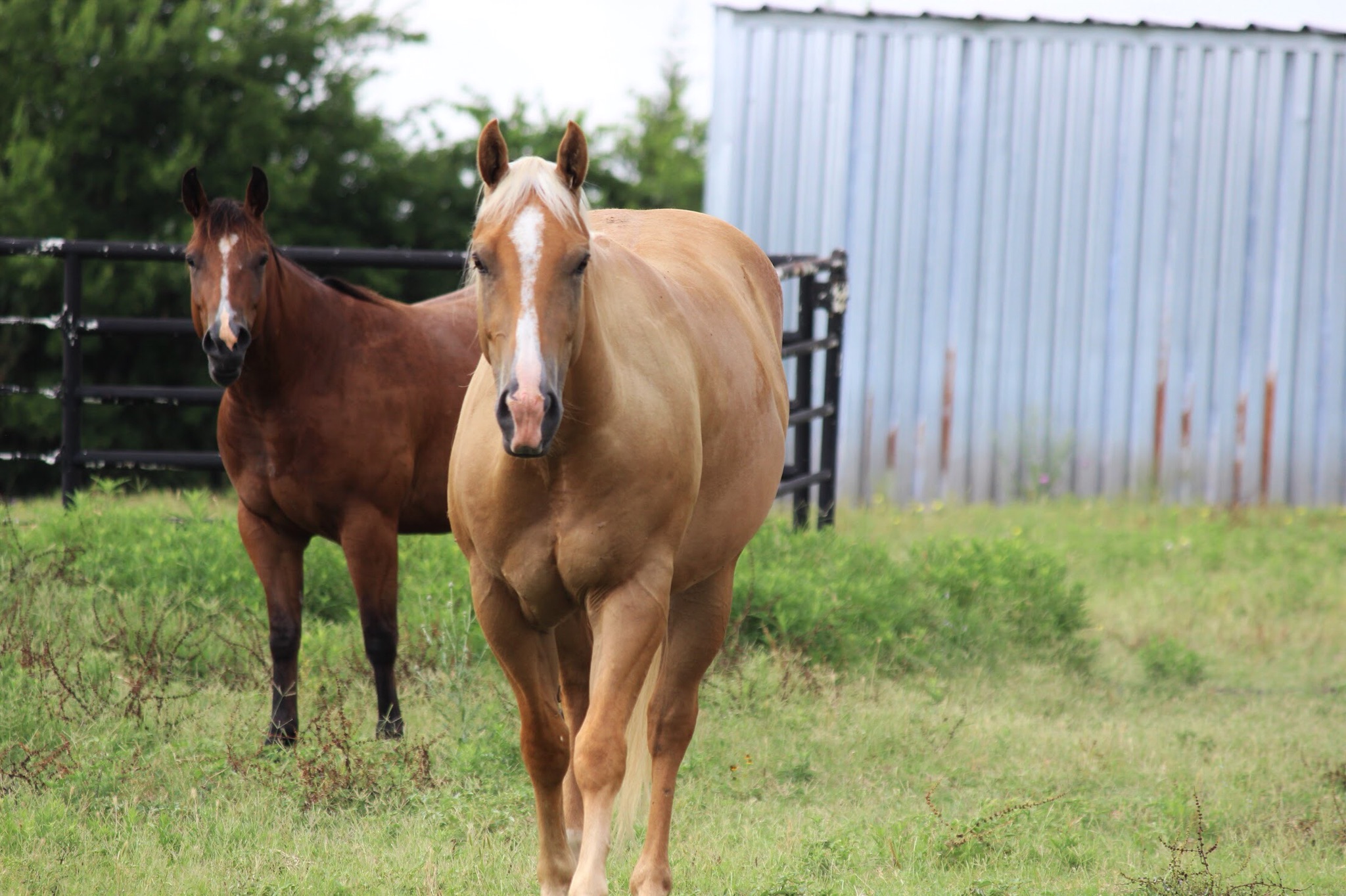 Rockin Star Ranch 150 Acres To Explore And Enjoy Farm Stays For Rent In Brenham Texas United States Rockin Star Ranch 150 Acres To Explore And Enjoy Farm Stays For Rent In Brenham Texas United States
