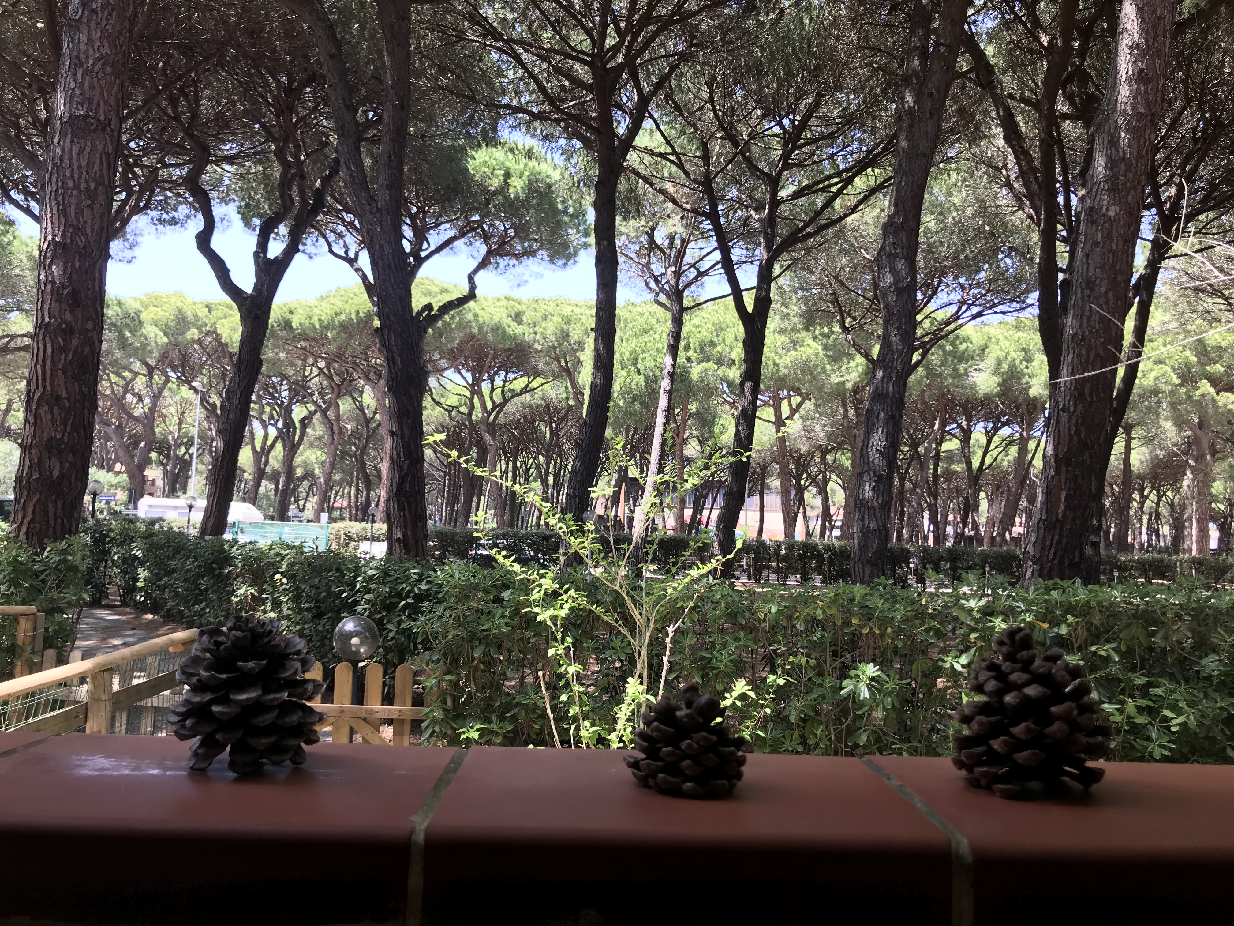 The pine forest cottage Just off the beach