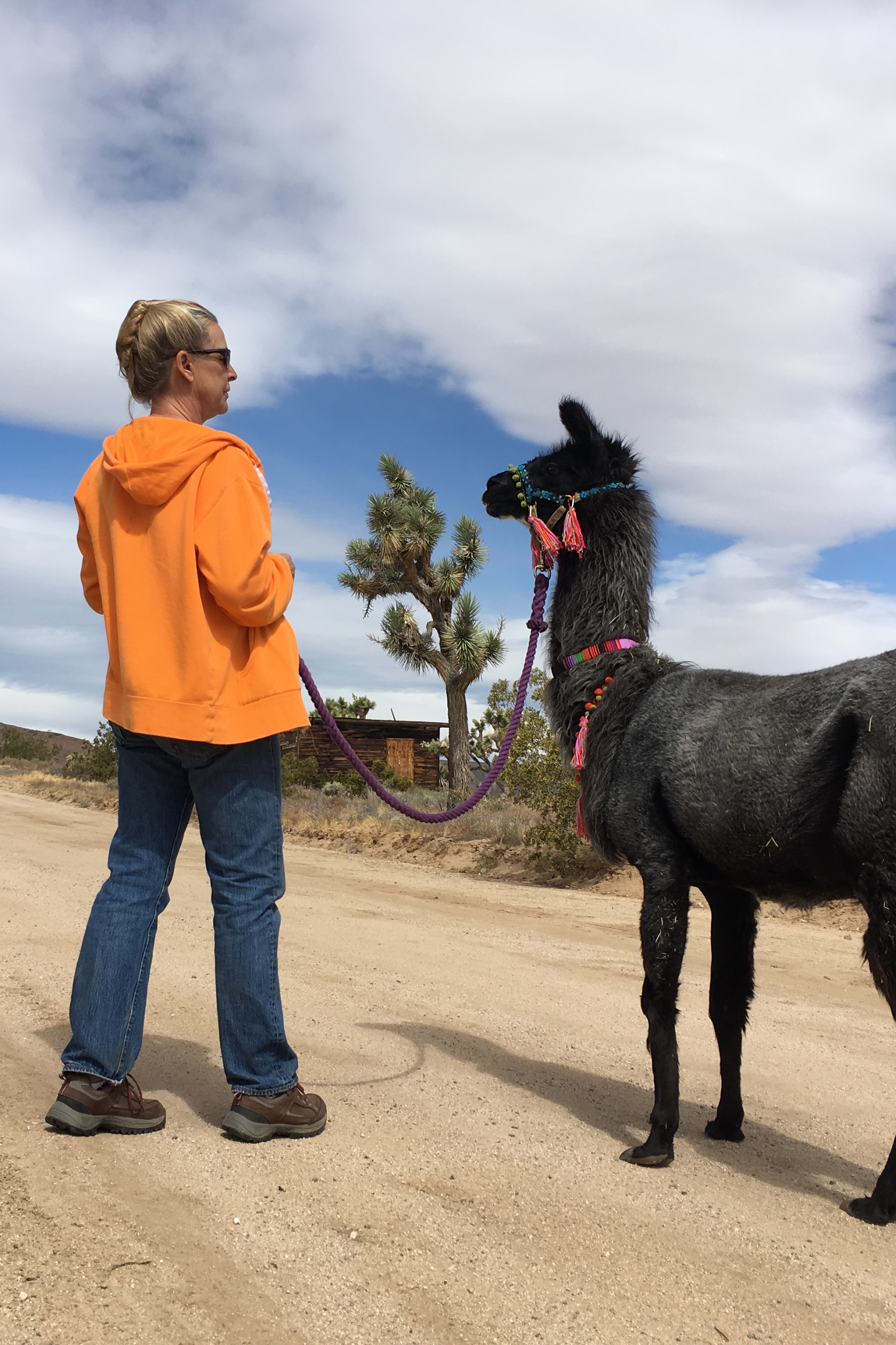 desert valley outdoors on Llamamazing Fun Tour Desert Walk Airbnb