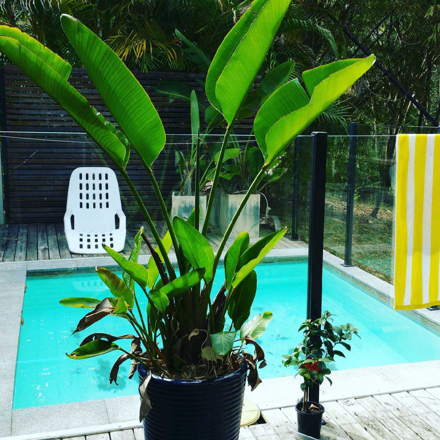 Noosa Hinterland.   Pomona Retro Cottage and pool.