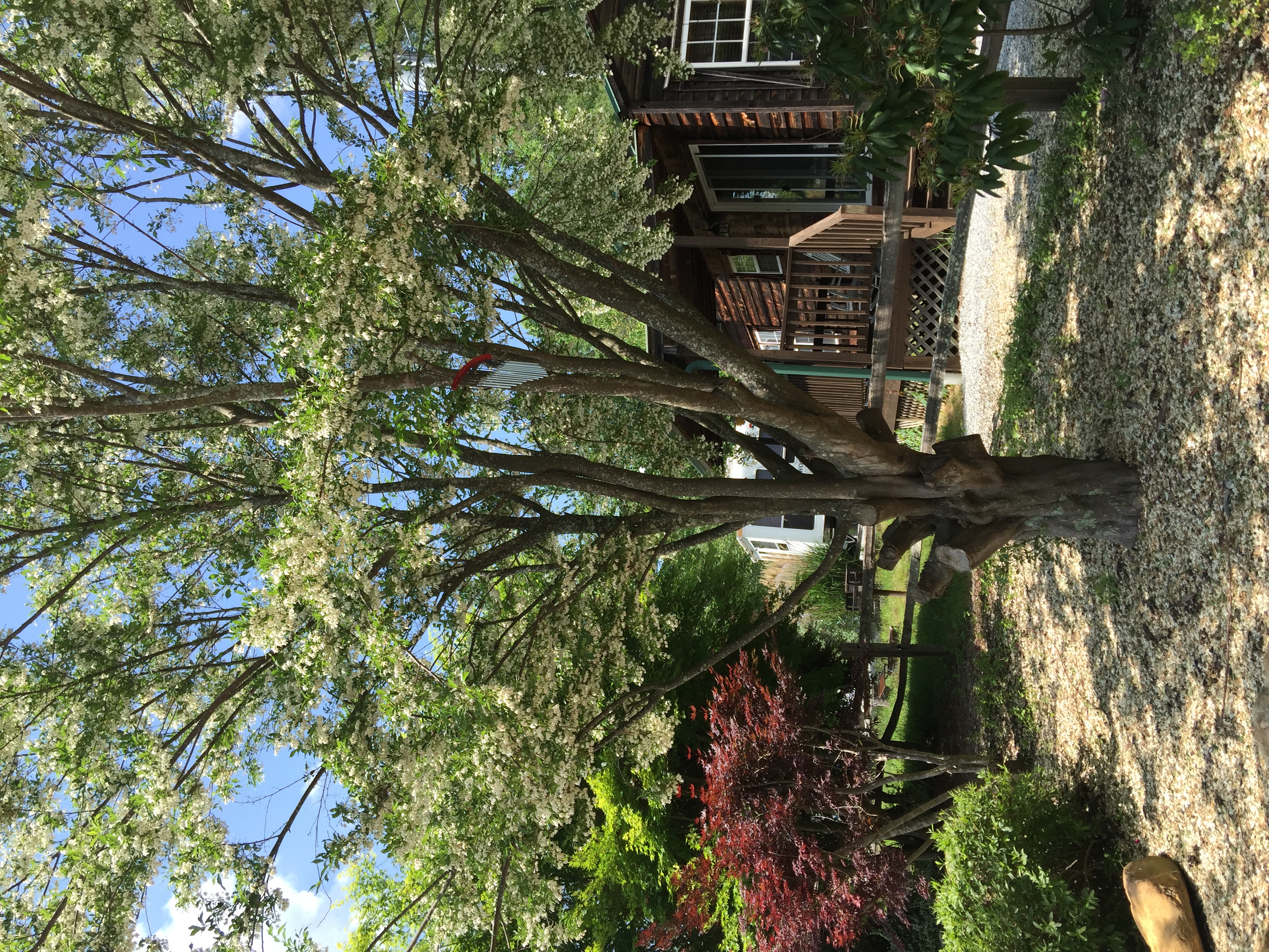 Cabin 400 sq all for you. in 28732, Asheville