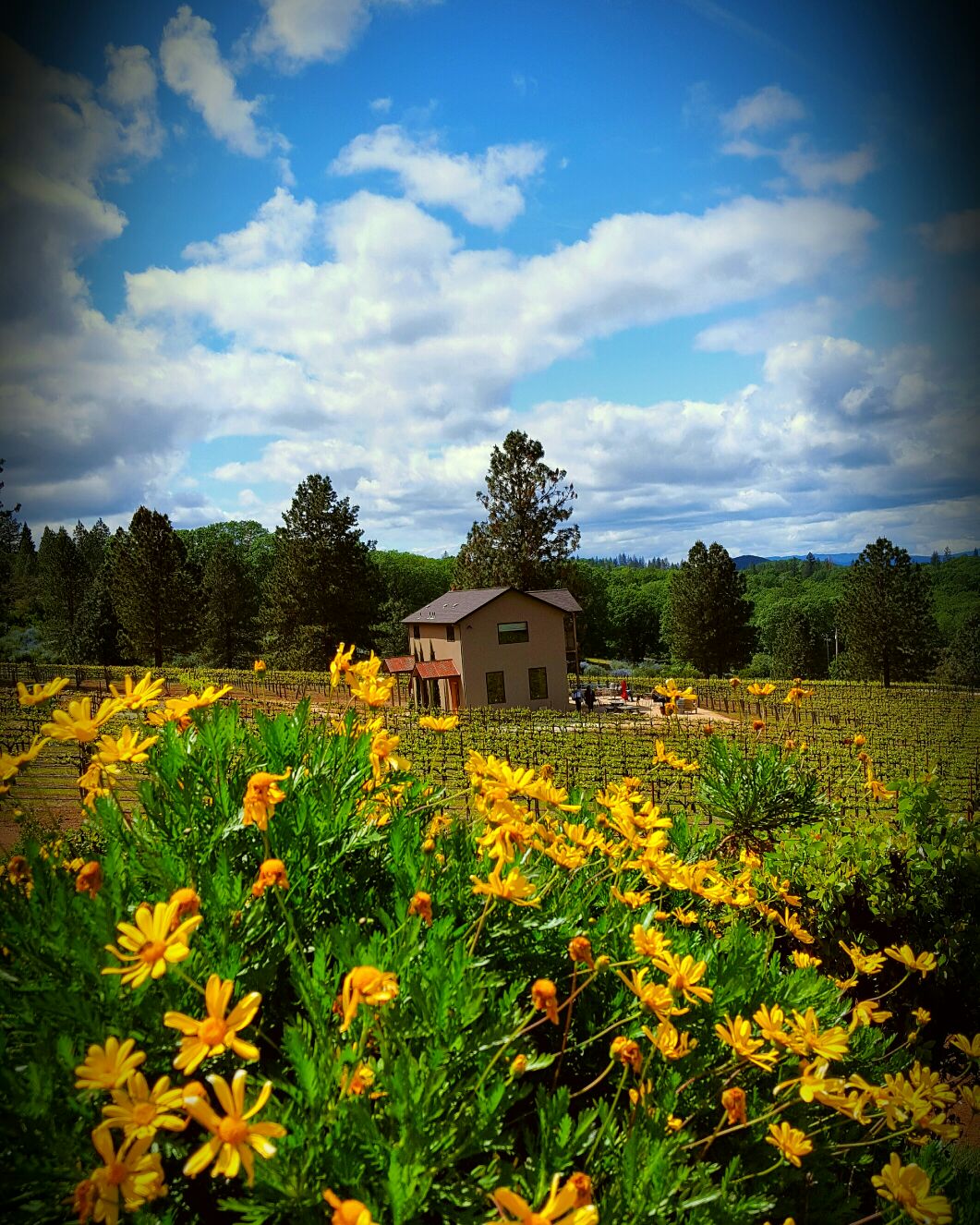 Laujor Vineyard Loft & Winery Farm stays for Rent in Kelseyville