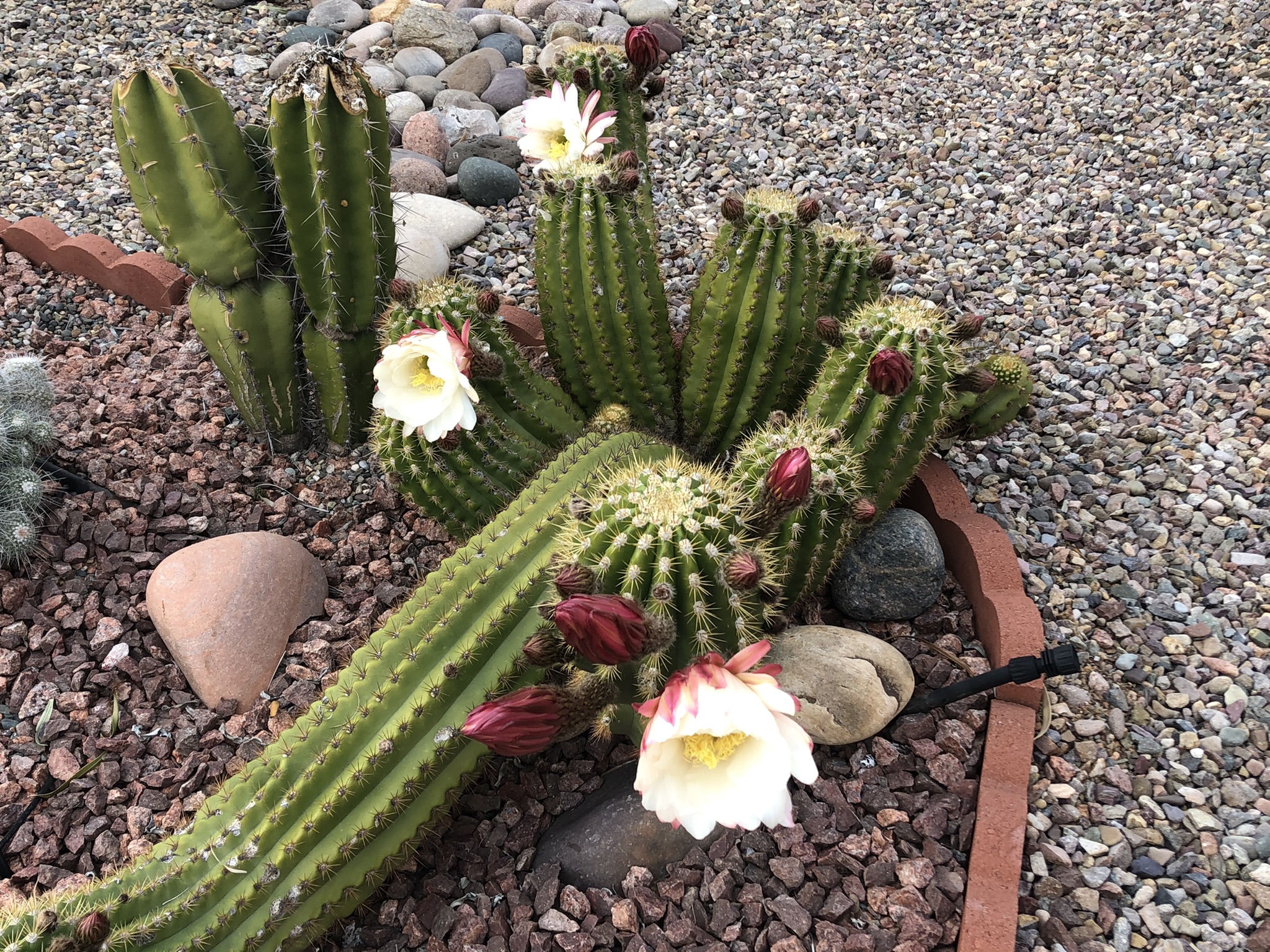 Southern Arizona Retreat.  Warm, sunny, quiet!